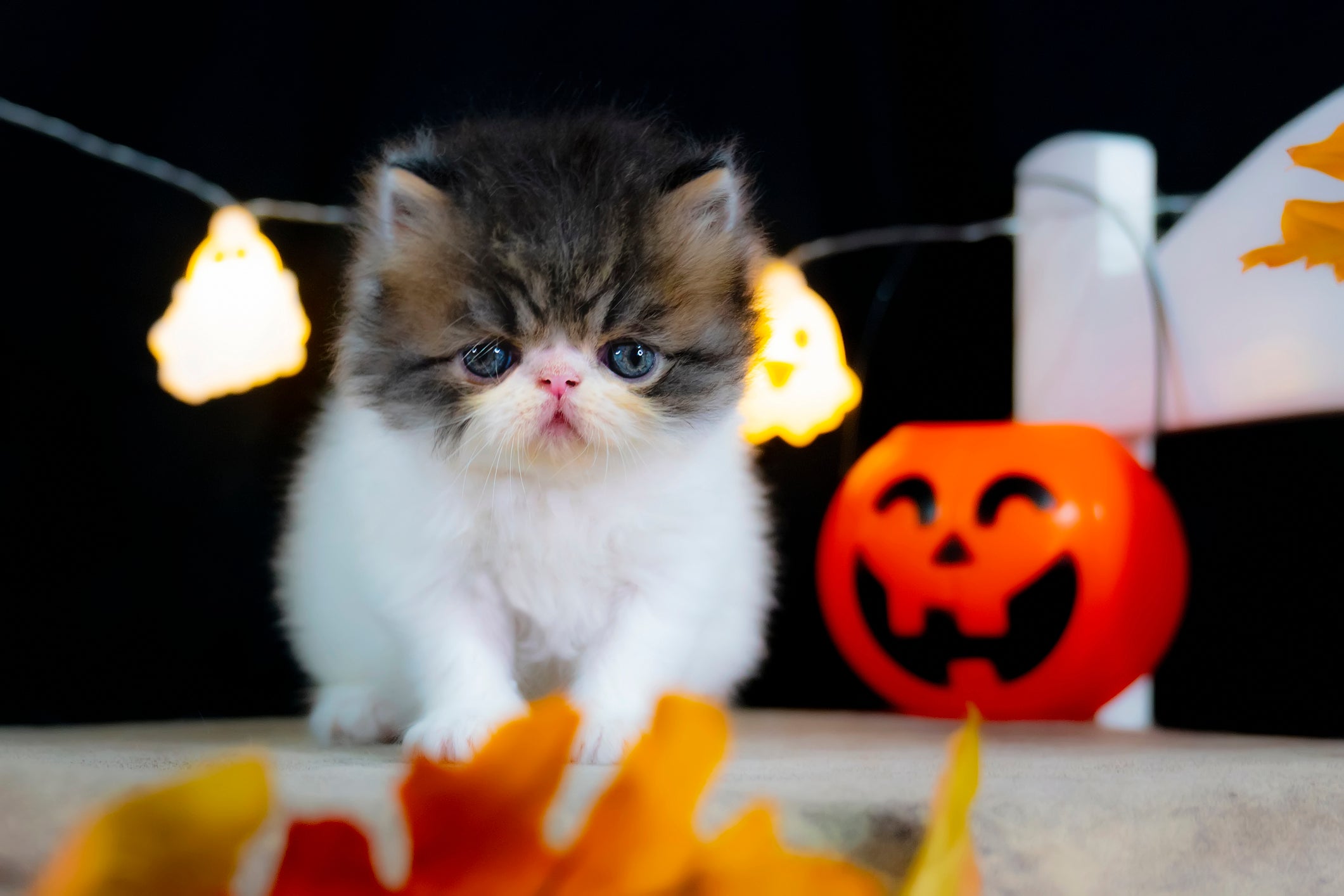 Gato Persa filhote perto de elementos de Halloween