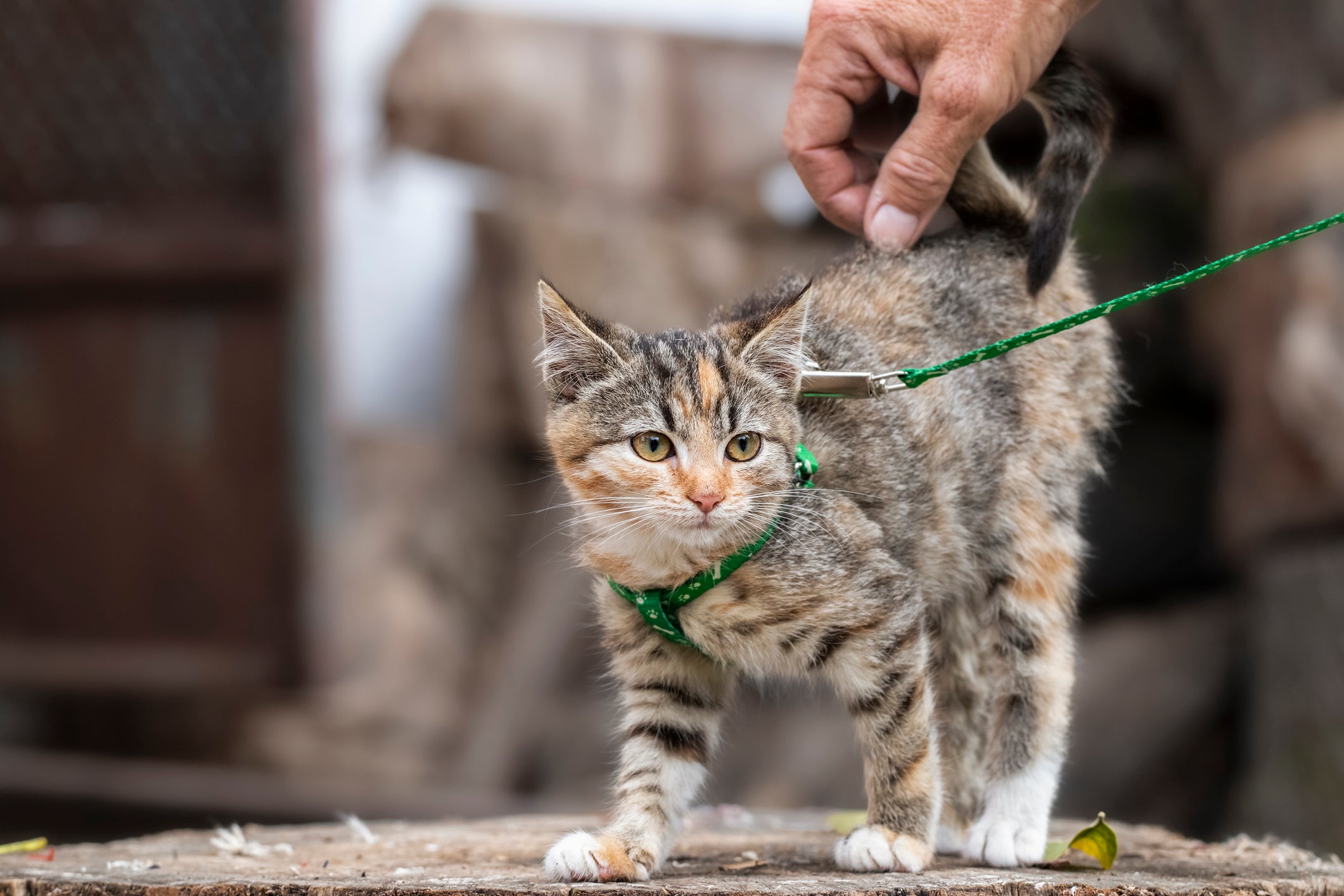 Gato pequeno usando coleira verde durante passeio na rua recebe carinho da mão de tutor