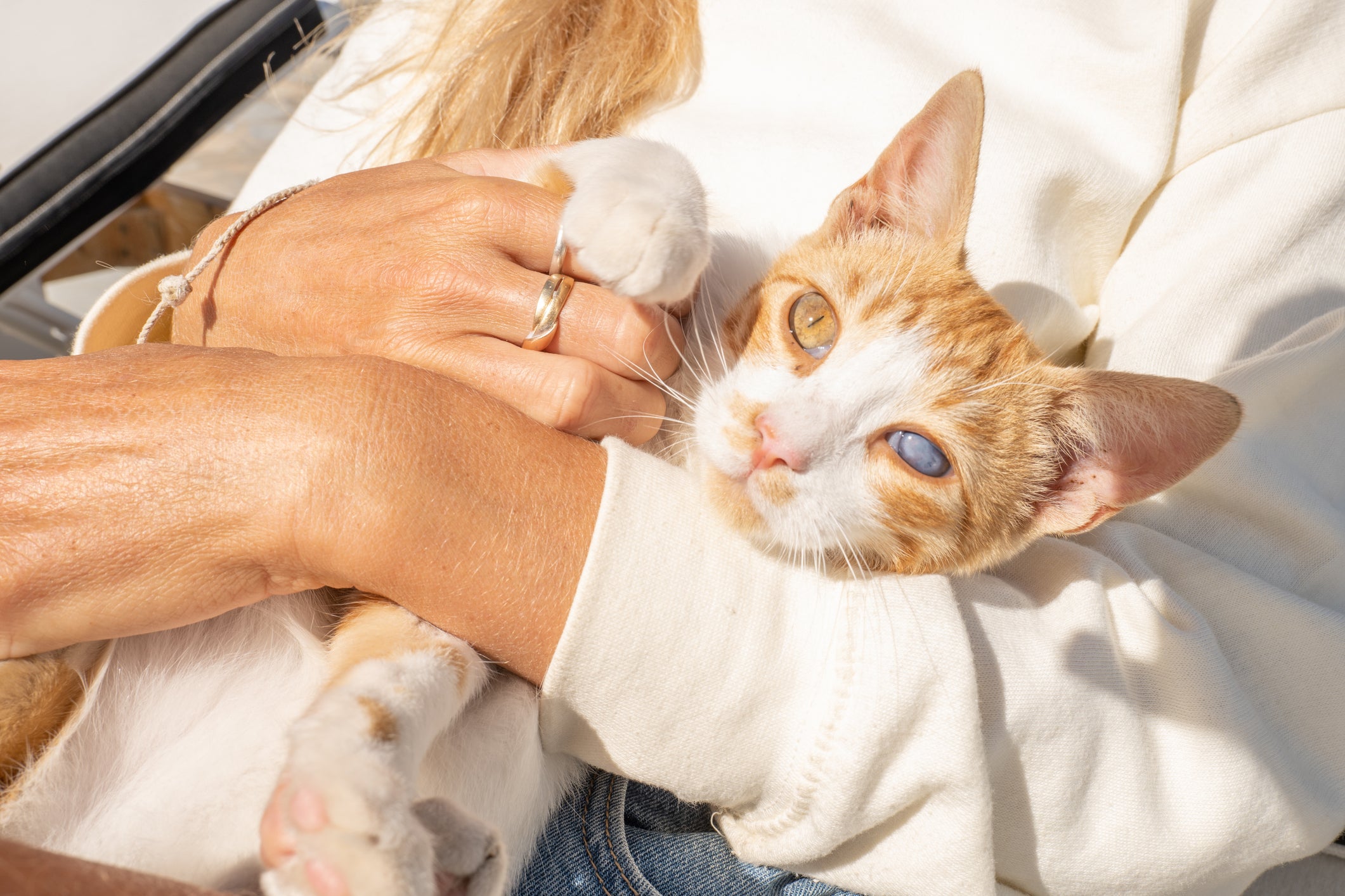 Tutora segurando gato laranja e branco cego no colo