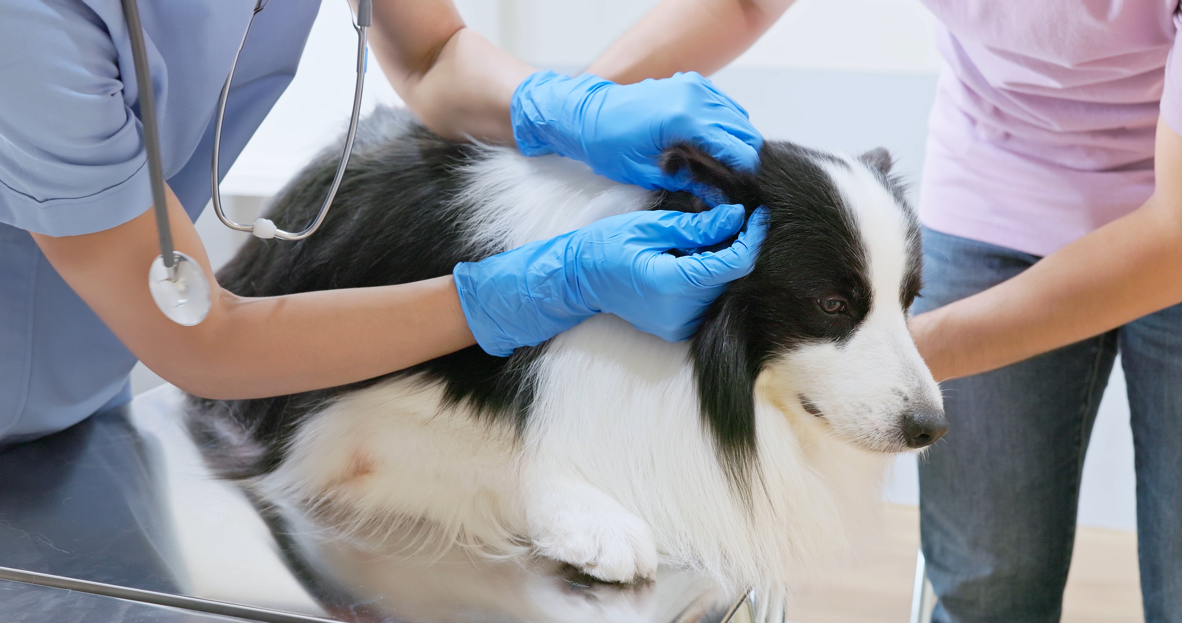 Cão peludo branco e preto deitado na mesa de consultório segurado por tutor enquanto veterinário mexe em sua orelha