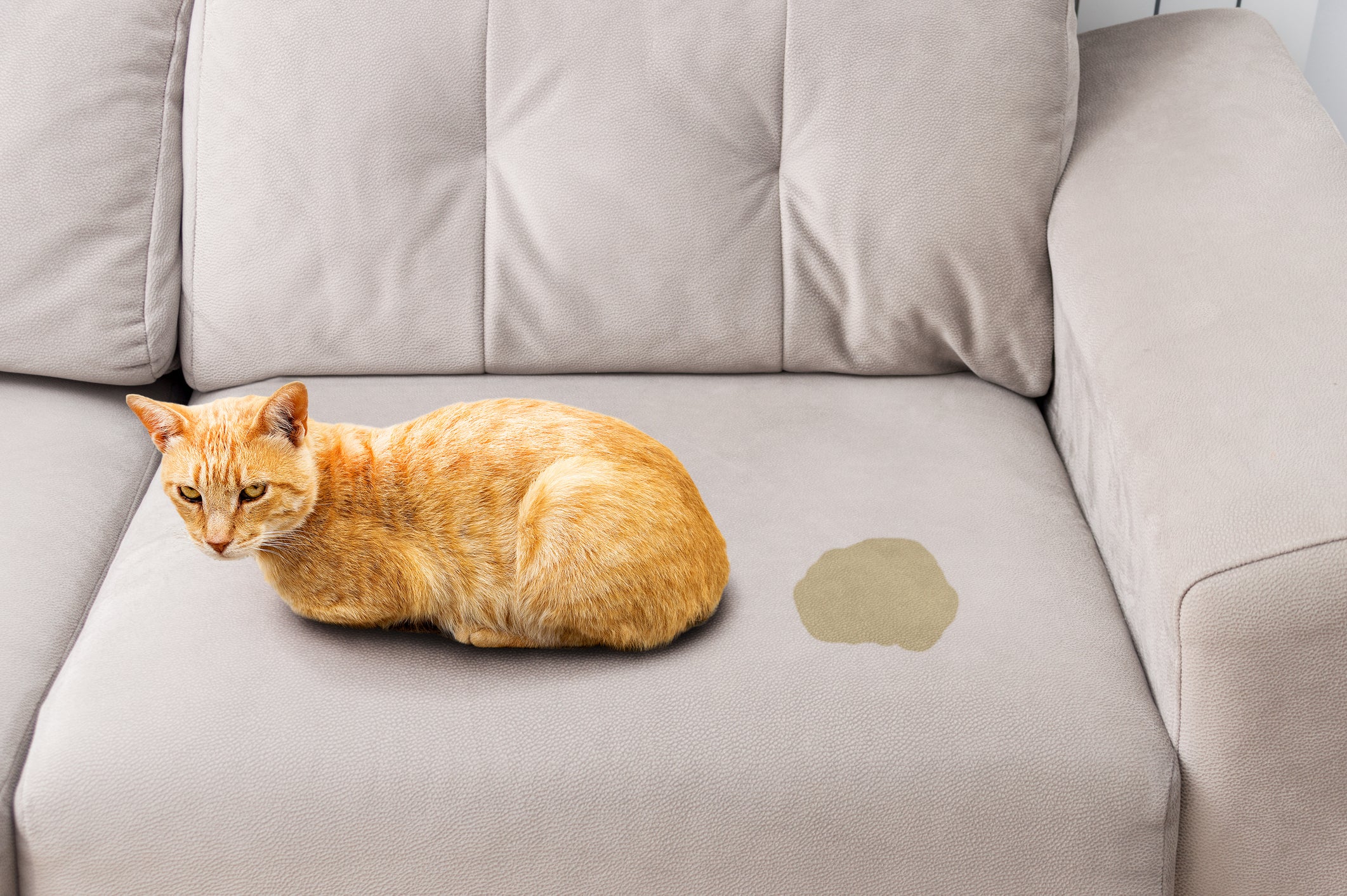 Gato laranja deitado em sofá ao lado de mancha de xixi
