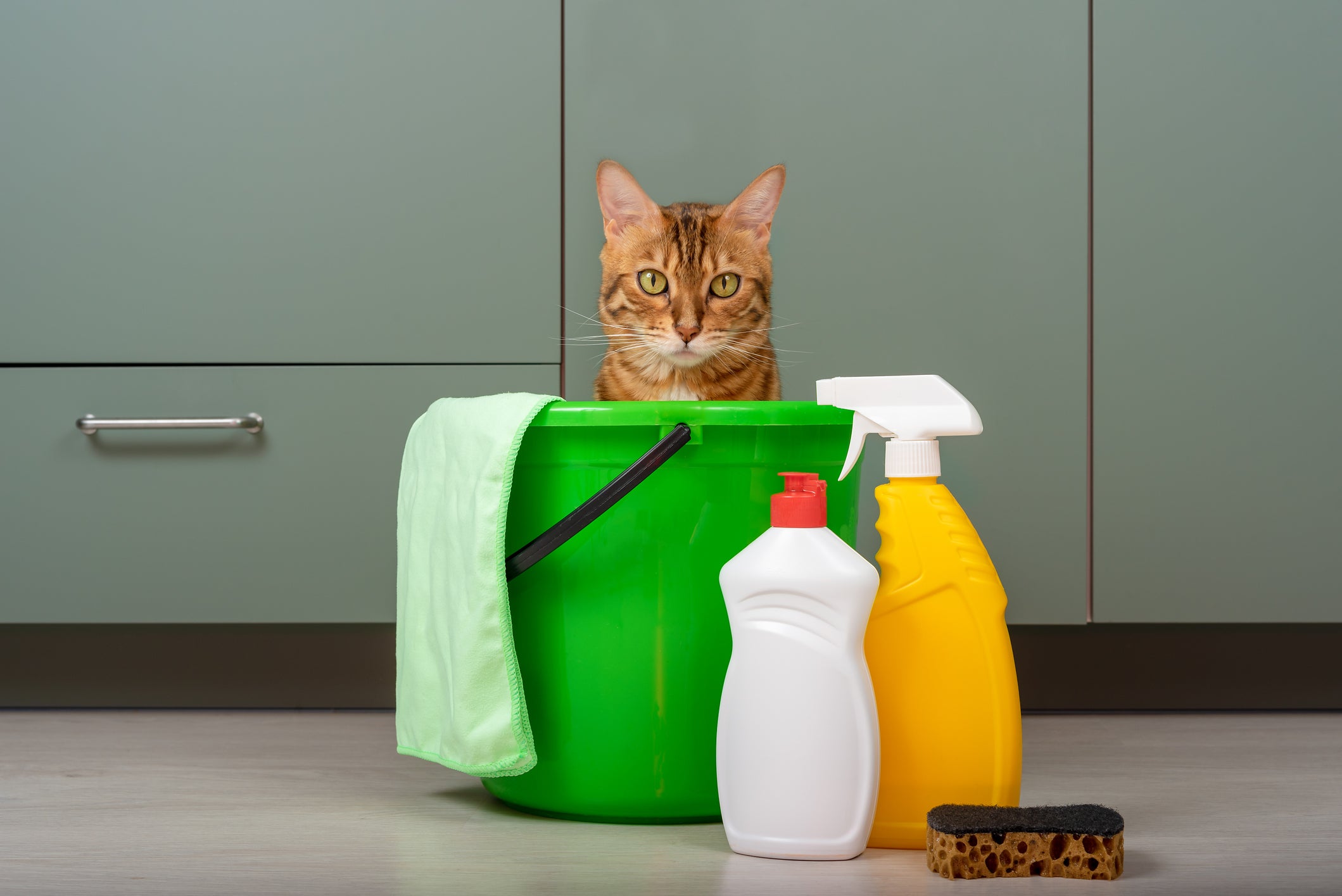 Gato laranja atrás de balde verde e de produtos de limpeza