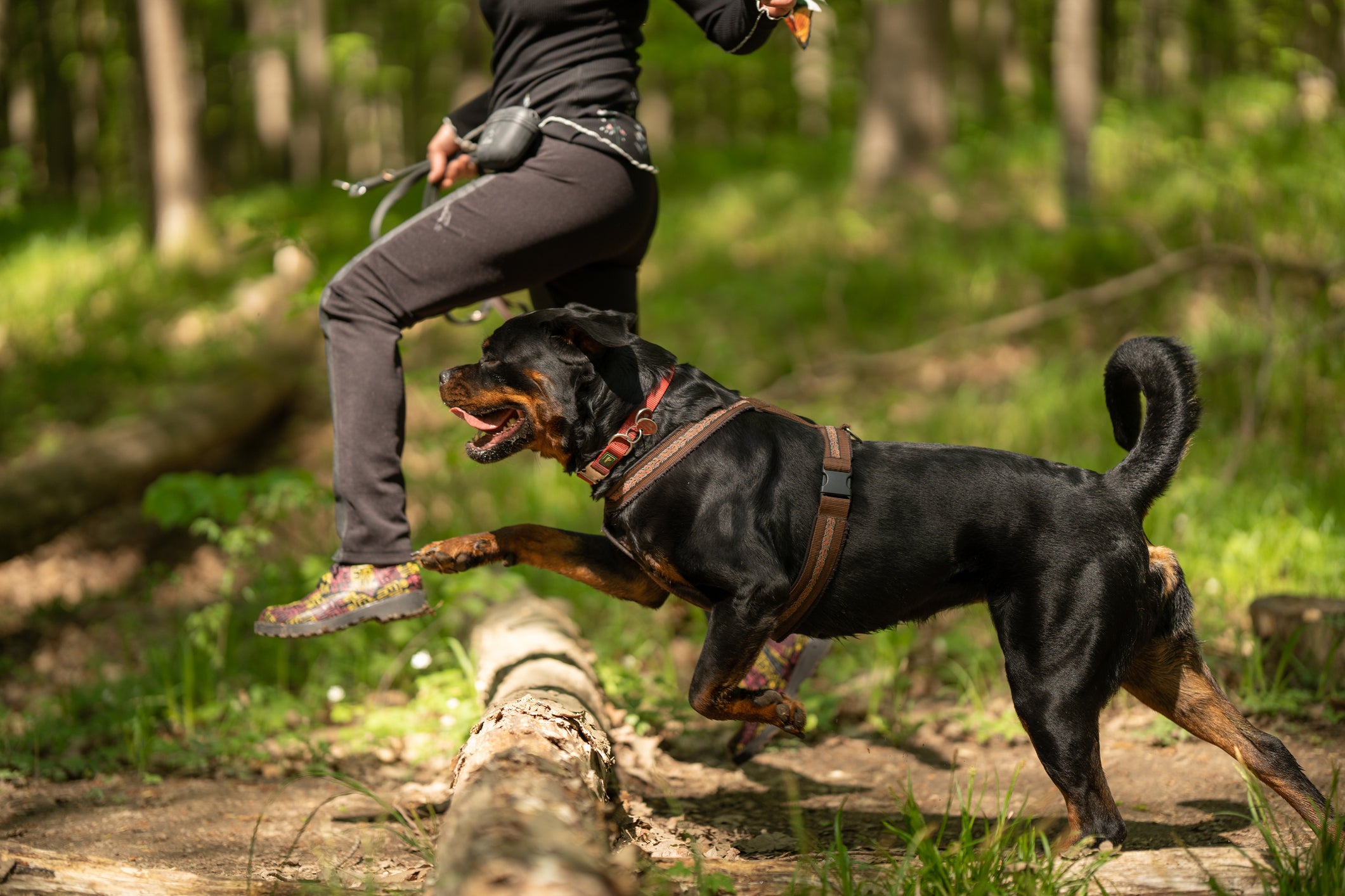 Cão Rottweiler correndo em floresta com tutora