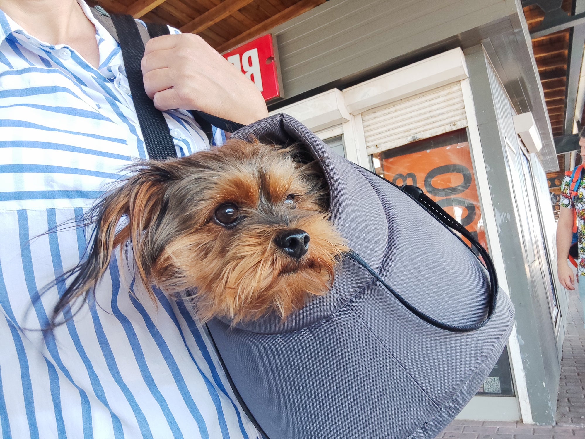 Cãozinho dentro de bolsa sendo carregado por tutora
