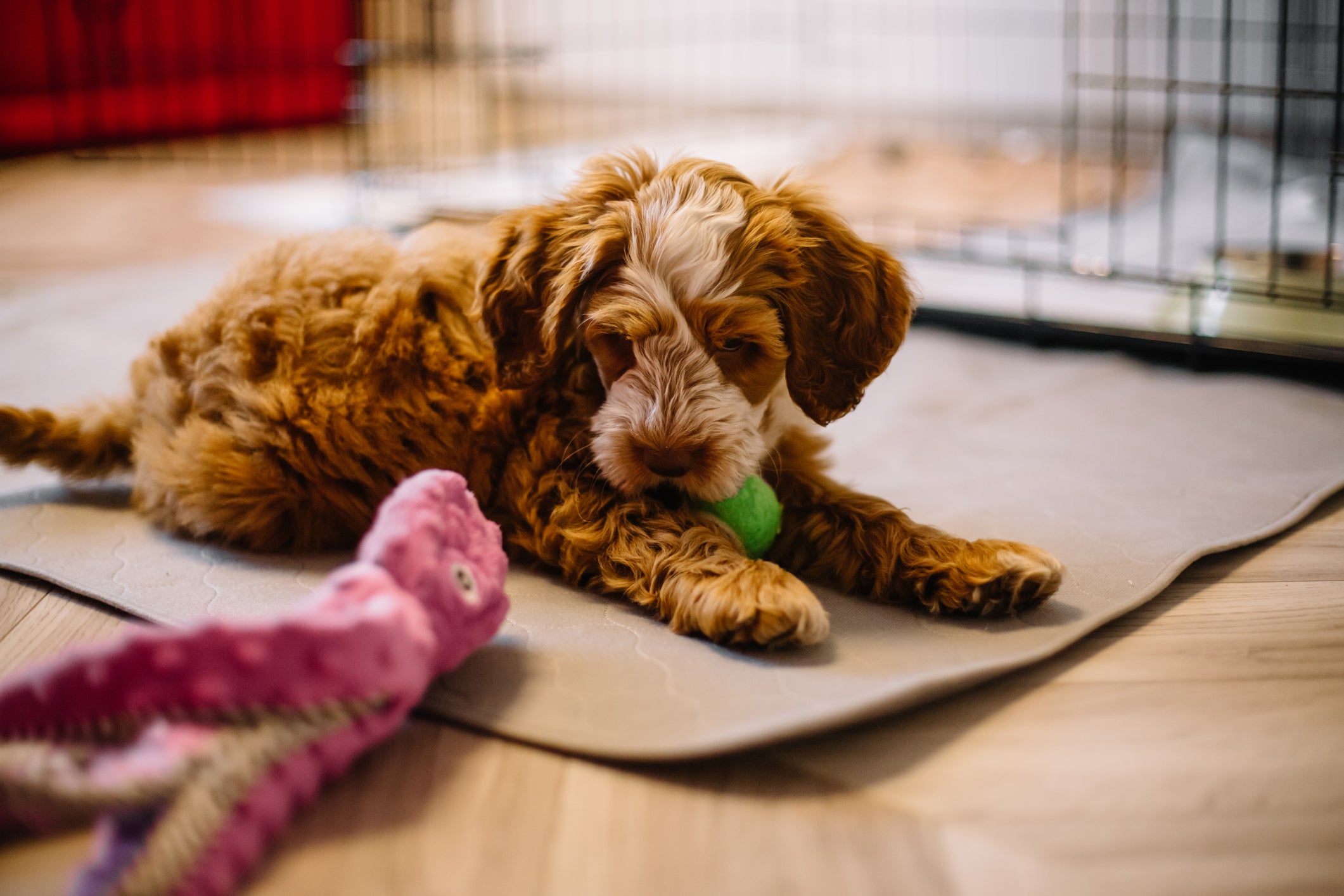 Cãozinho marrom peludo em cima de tapete com brinquedos
