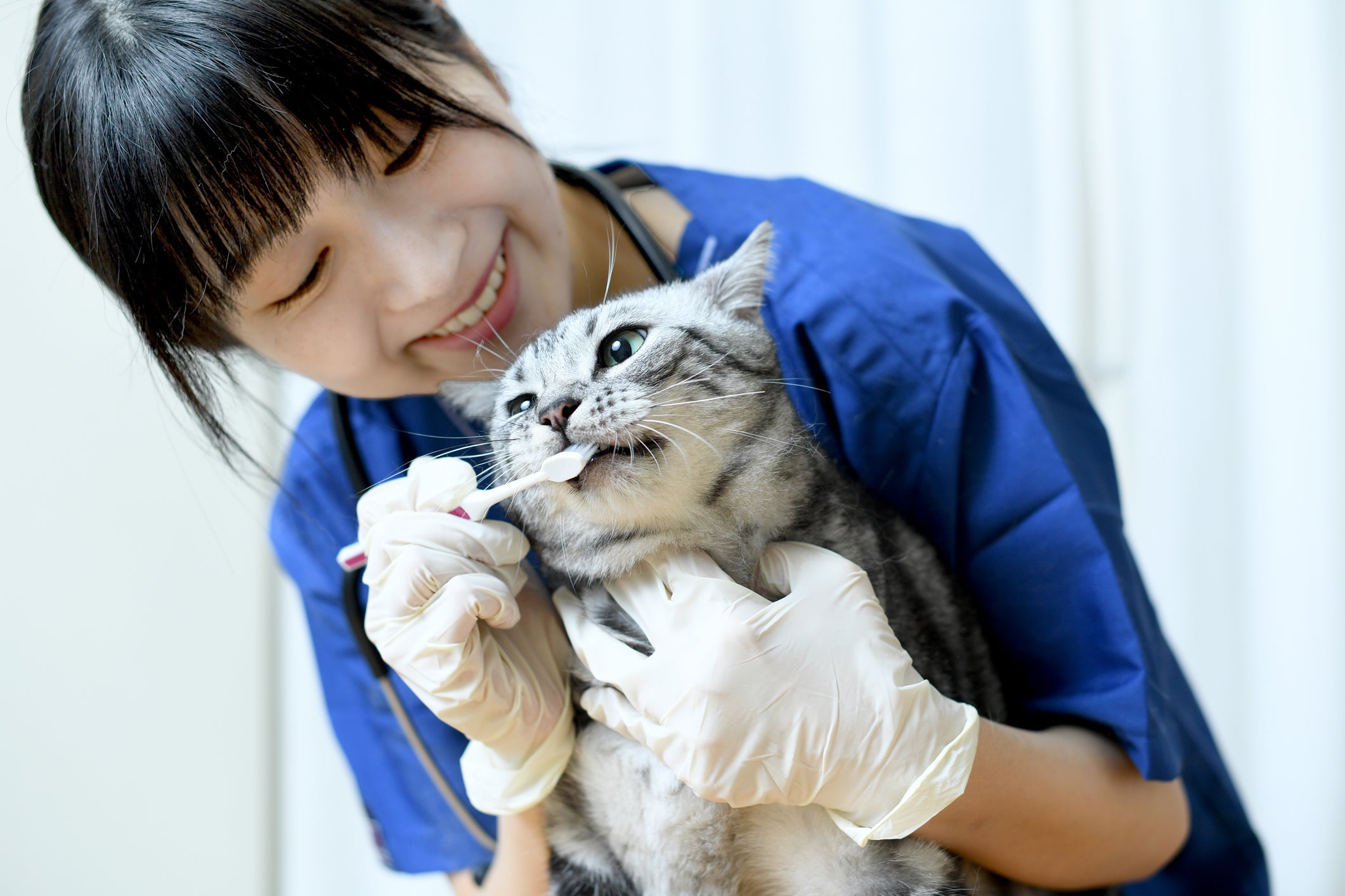 Veterinária escovando dentes de gato