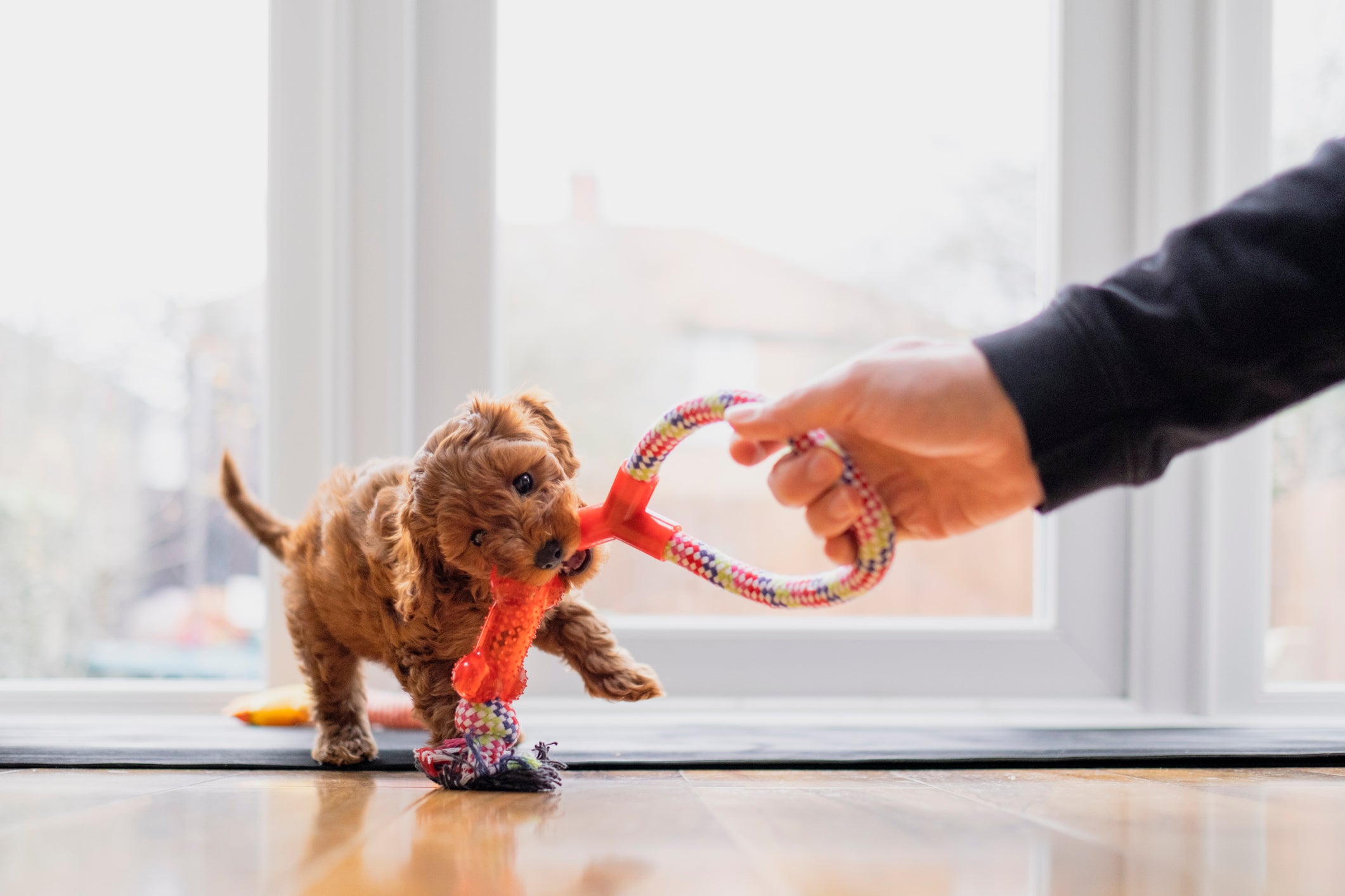 Cachorro filhote marrom mordendo brinquedo segurado por mão de tutor