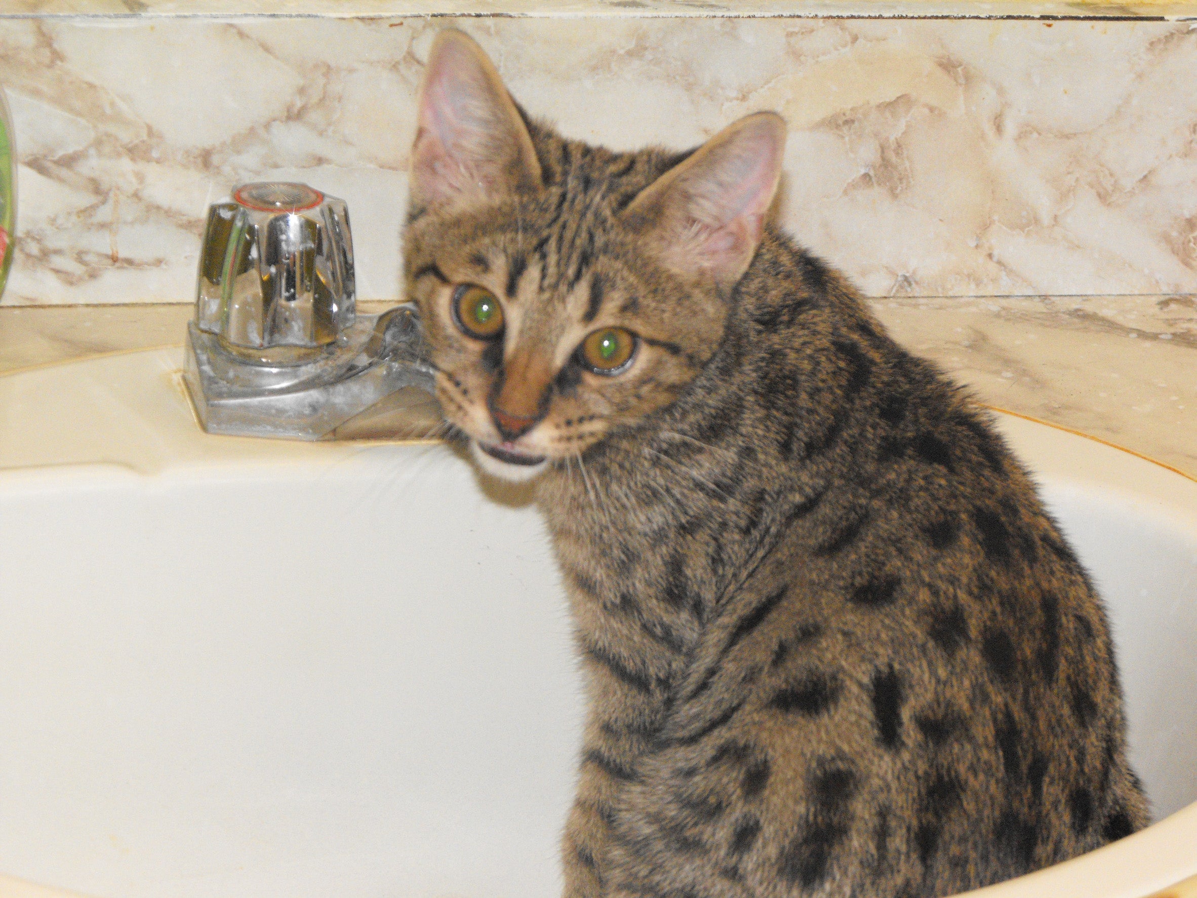 Gato Savannah em banheiro