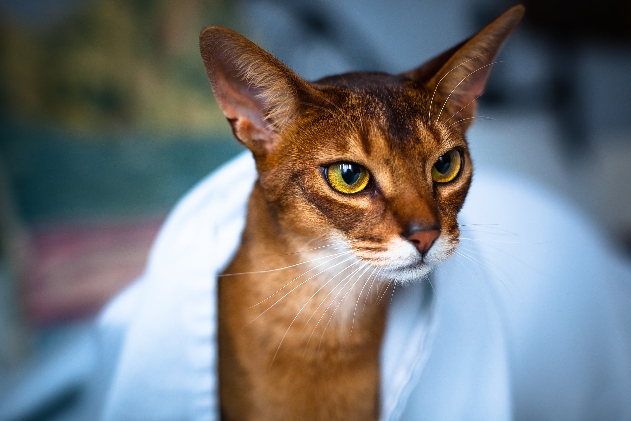 Gato Abissínio enrolado em toalha