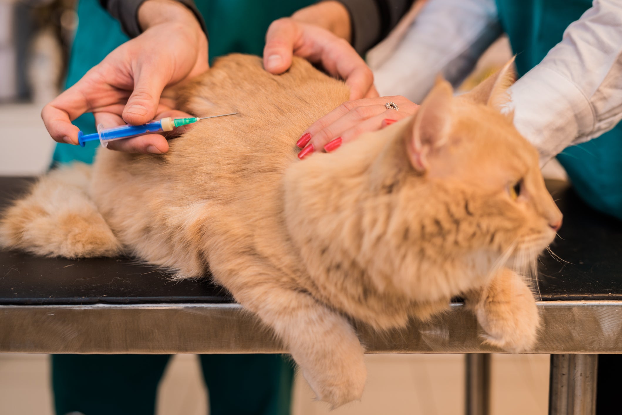 Gato laranja tomando vacina das mãos de veterinário