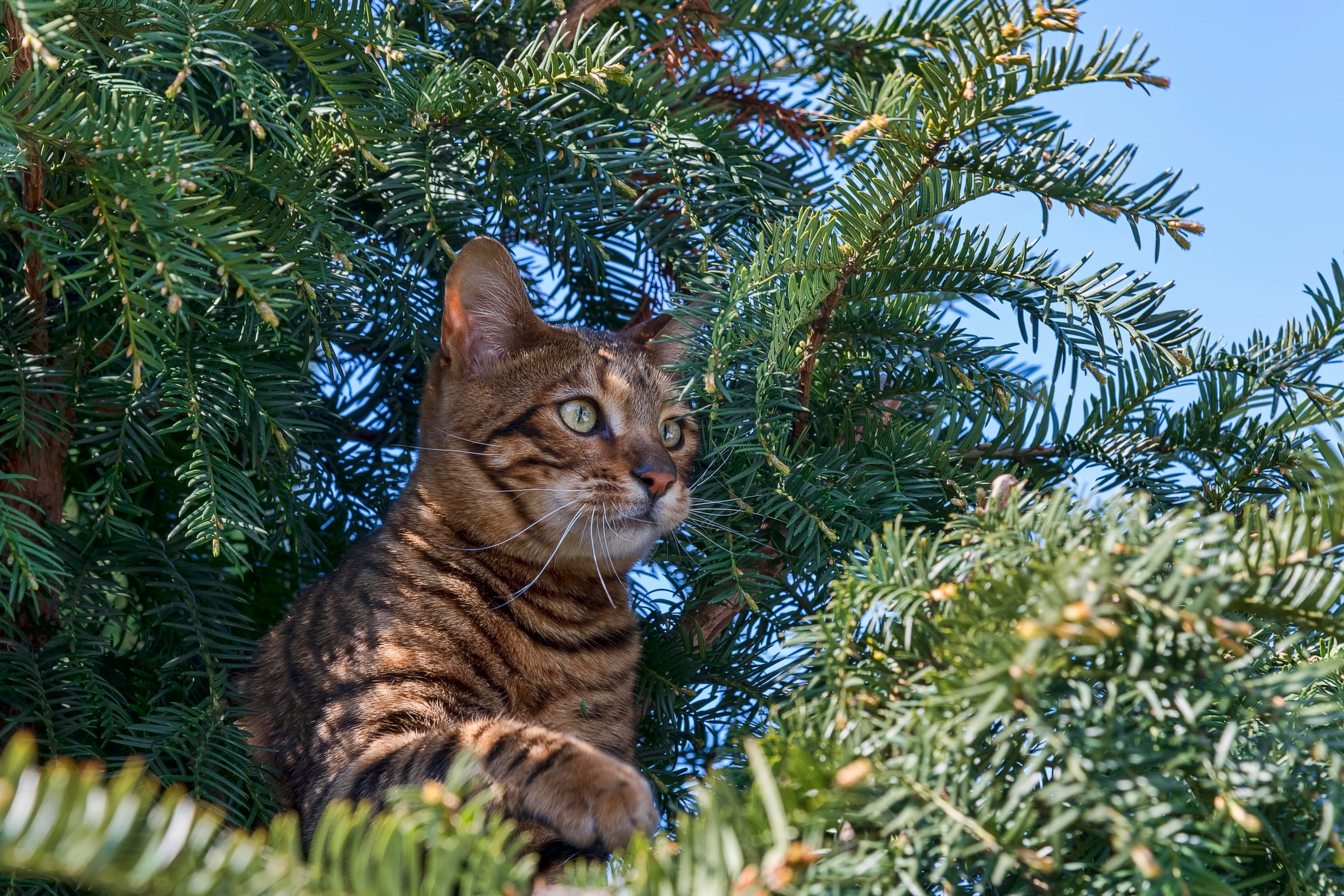 Gato Toyger em cima de árvore