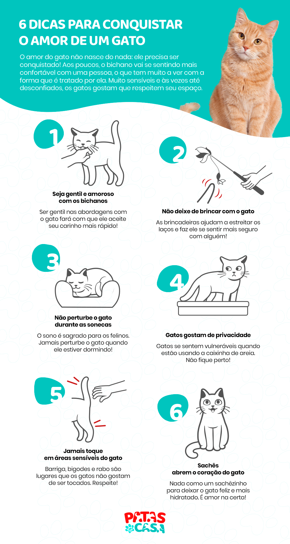Infográfico com dicas de como conquistar o amor de um gato