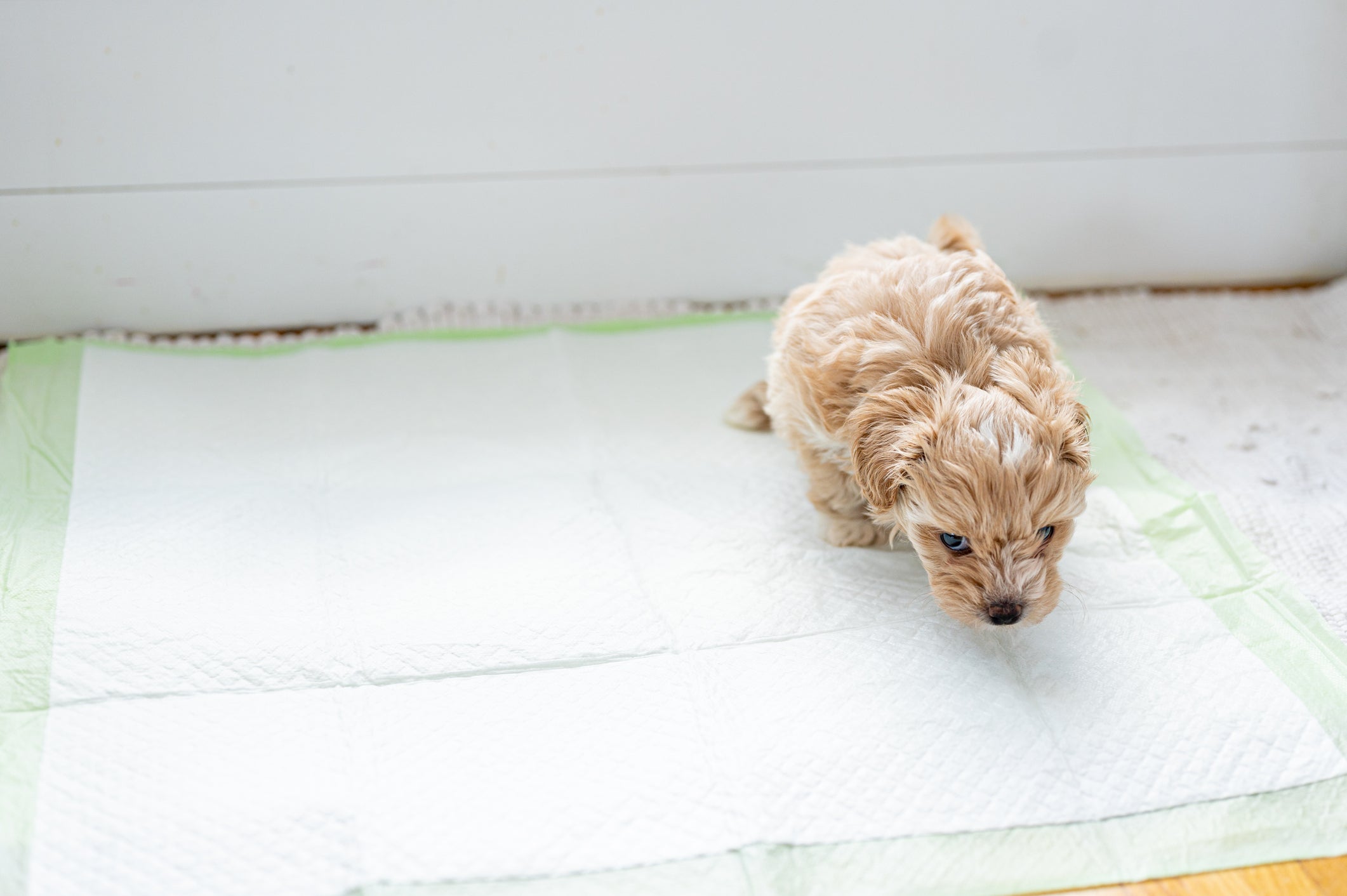 Cãozinho pequeno usando tapete higiênico