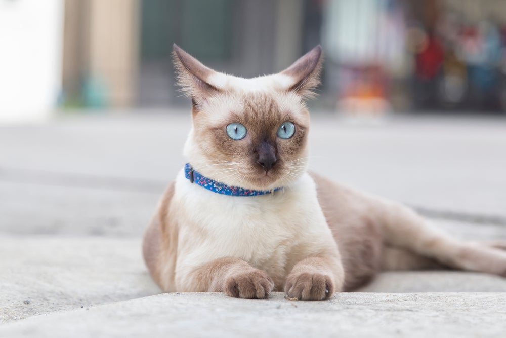 gato siamês sentado