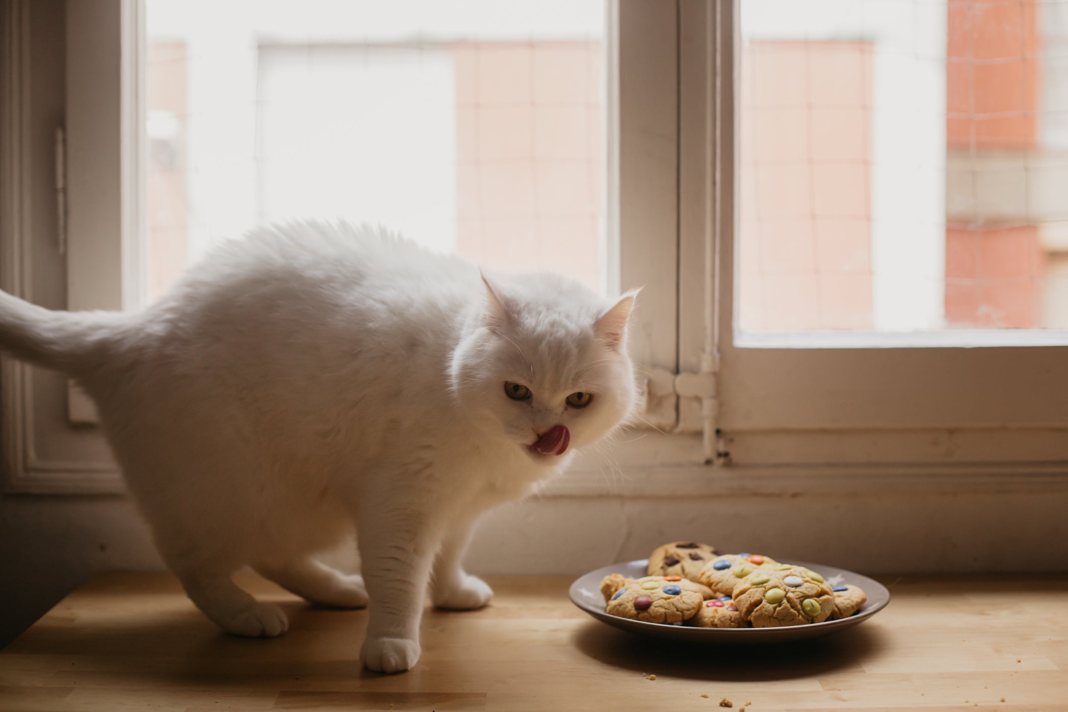 gato branco em pé ao lado de prato cheio de biscoitos