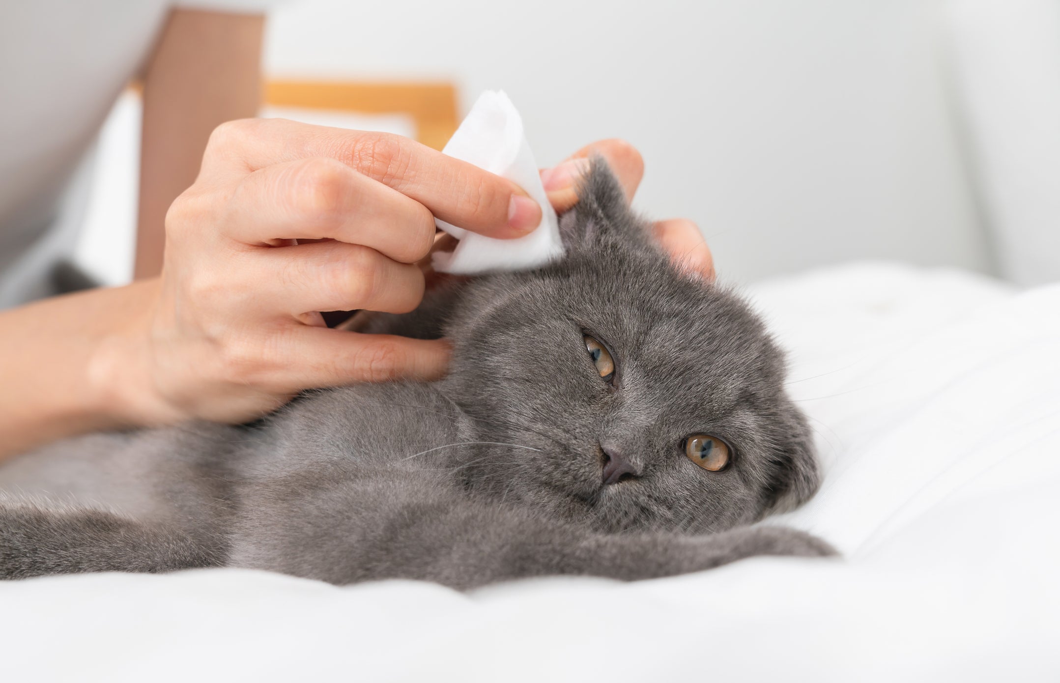 Tutora limpando orelha de gato cinza com lenço