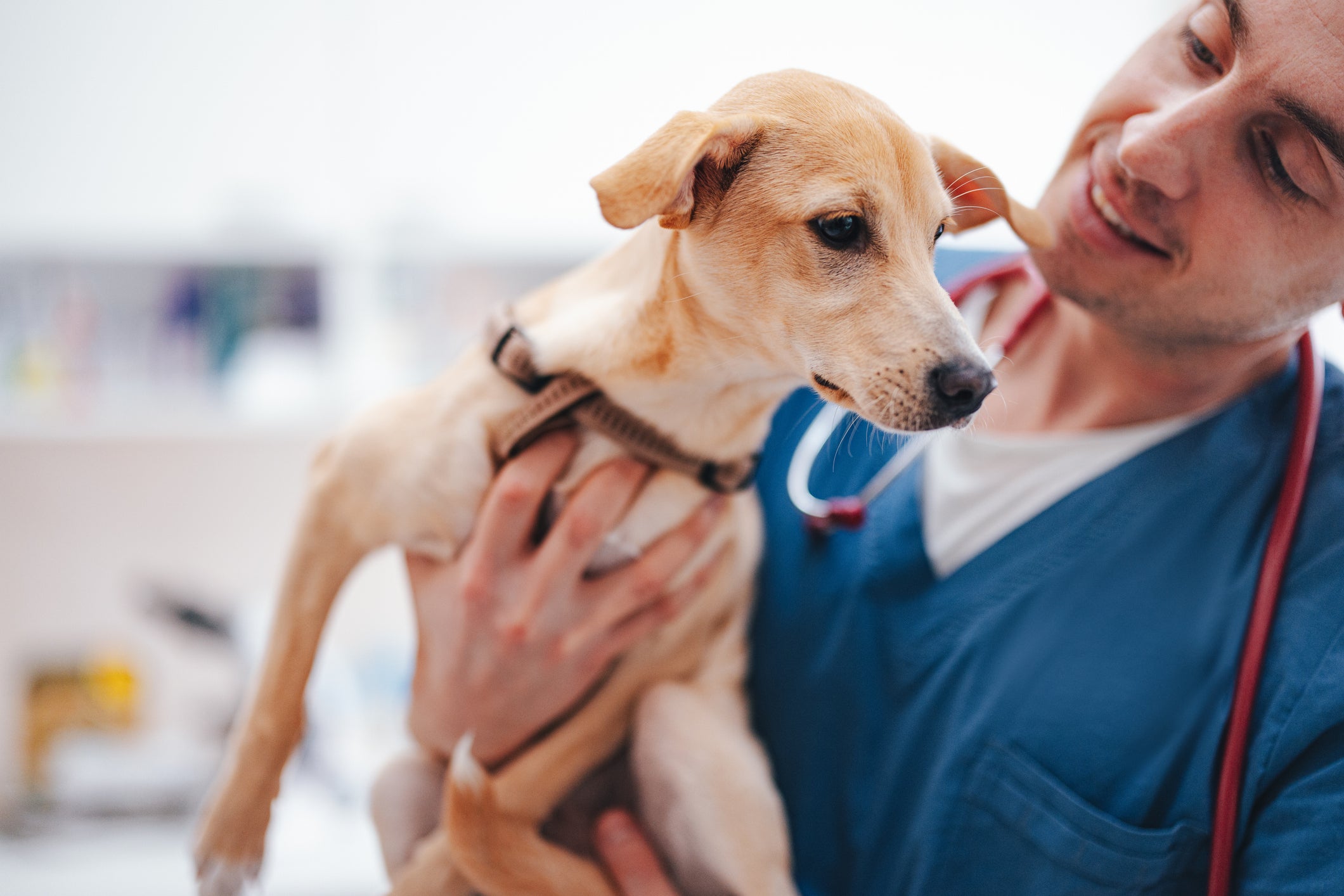 Cãozinho com semblante abatido sendo segurado por veterinário, que o analisa
