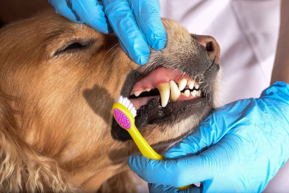 humano escovando dente de cachorro com escova