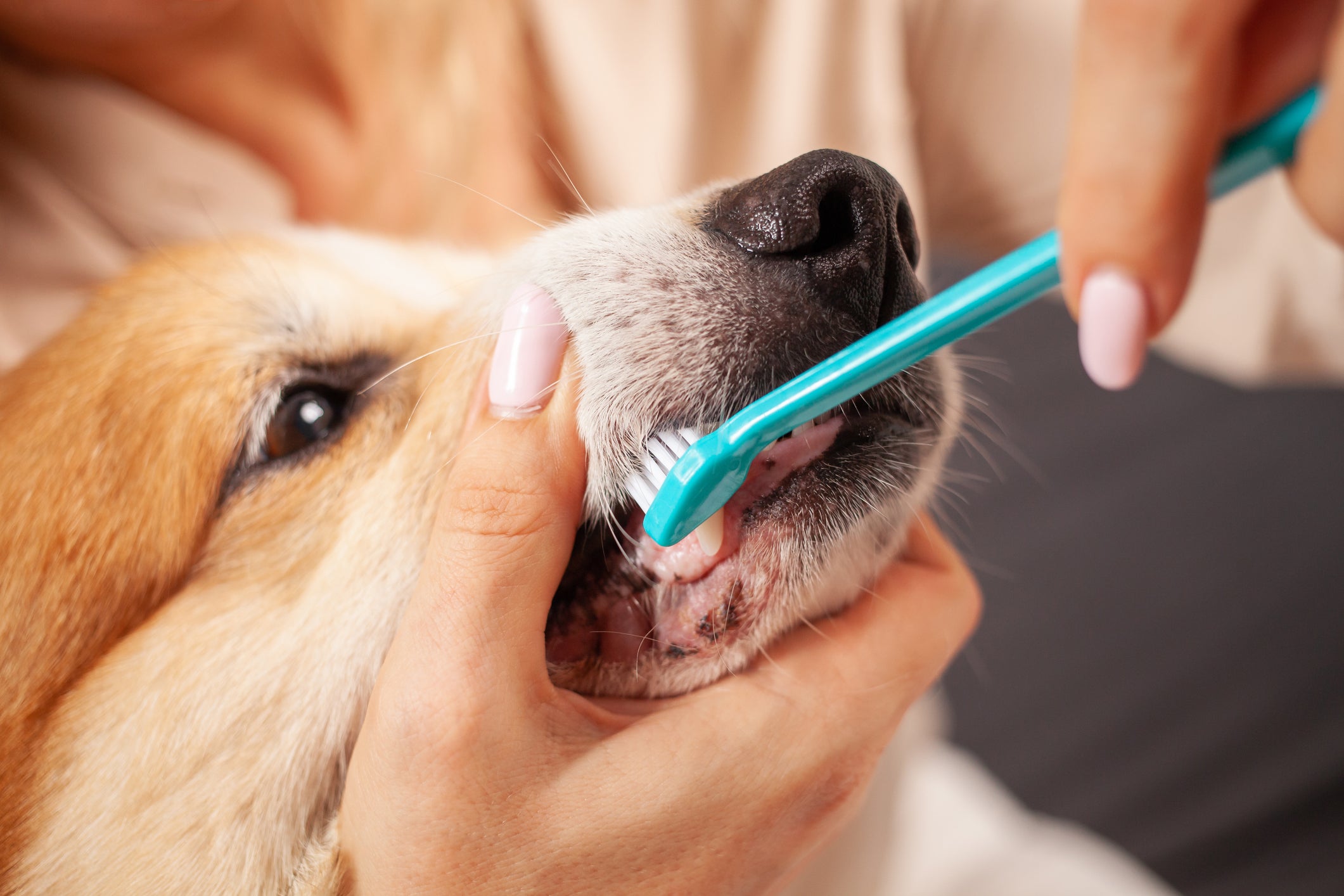 Tutora escovando os dentes de cãozinho com escova azul claro