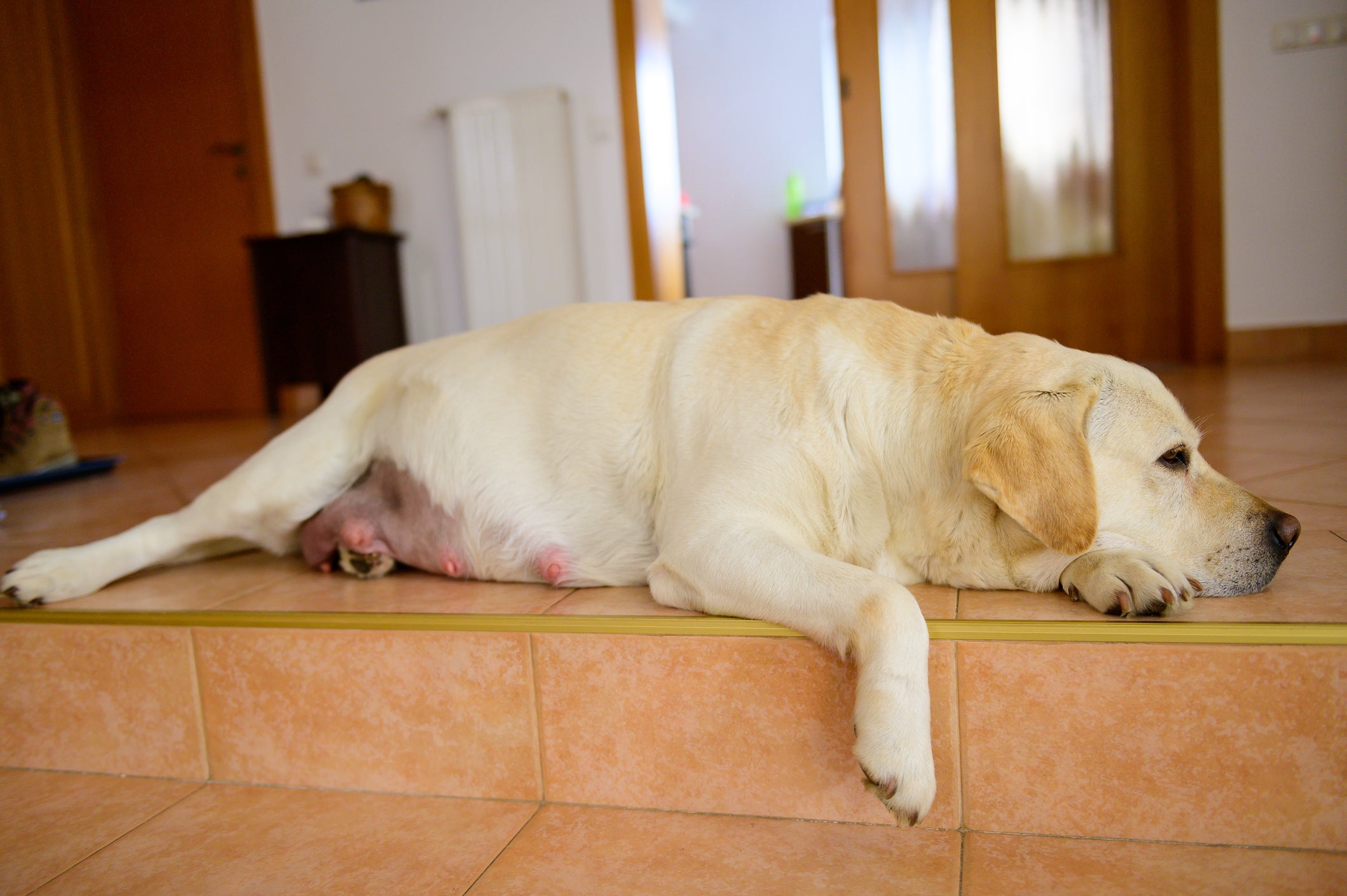 Cadela grávida deitado em chão