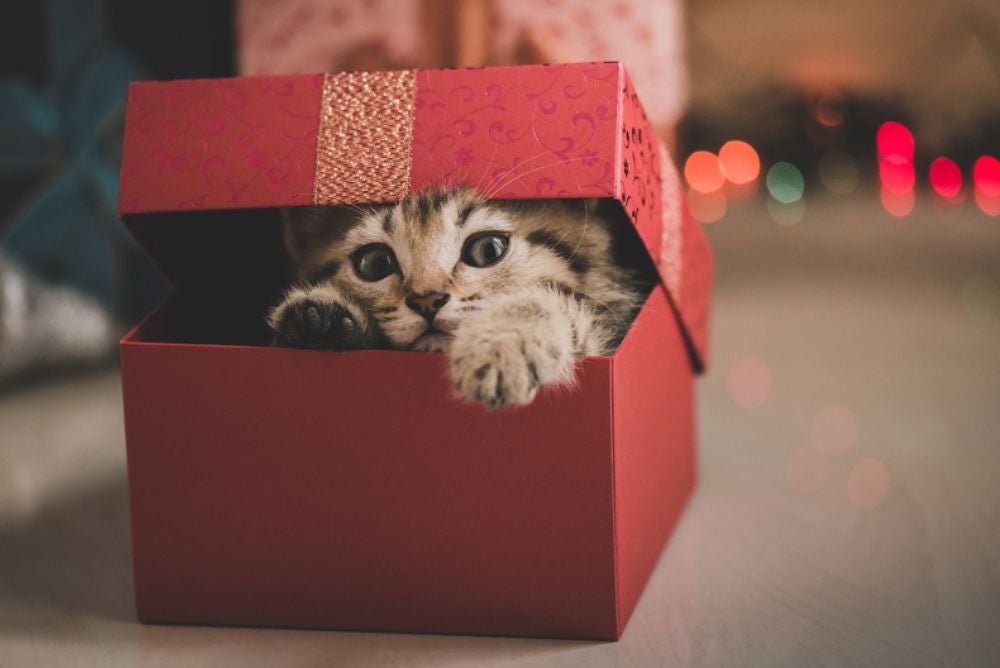 gato dentro de caixa vermelha