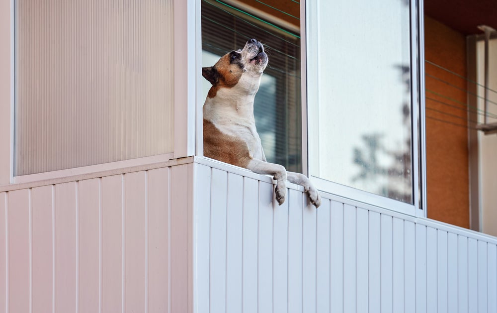 cachorro latindo na varanda de um apartamento