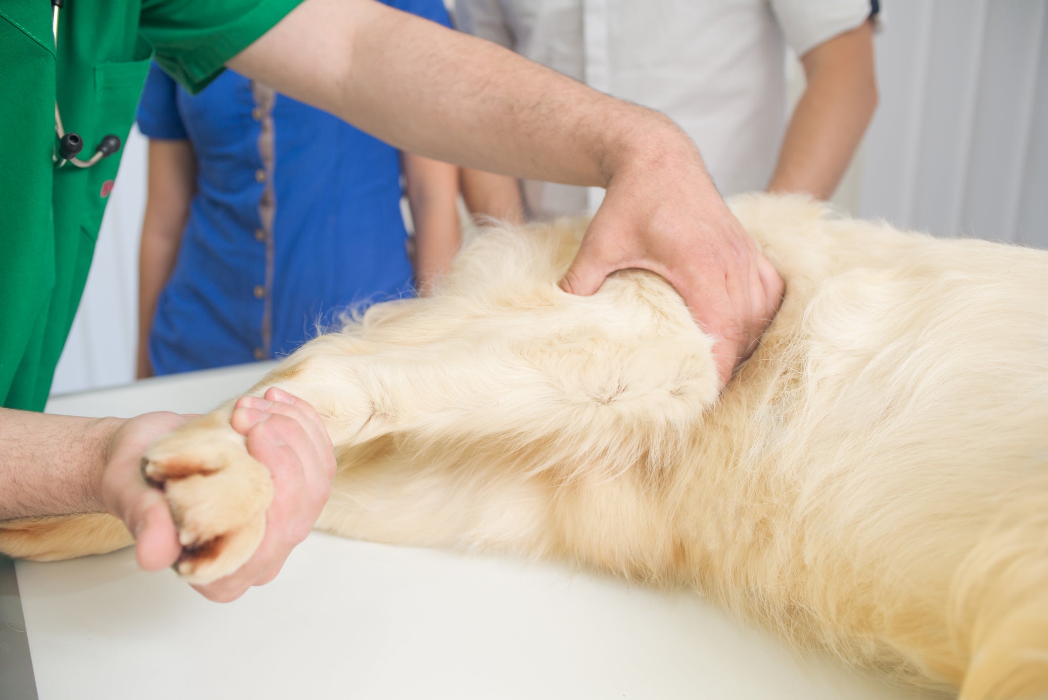 Veterinário examinando para traseira de cachorro grande, peludo e amarelo