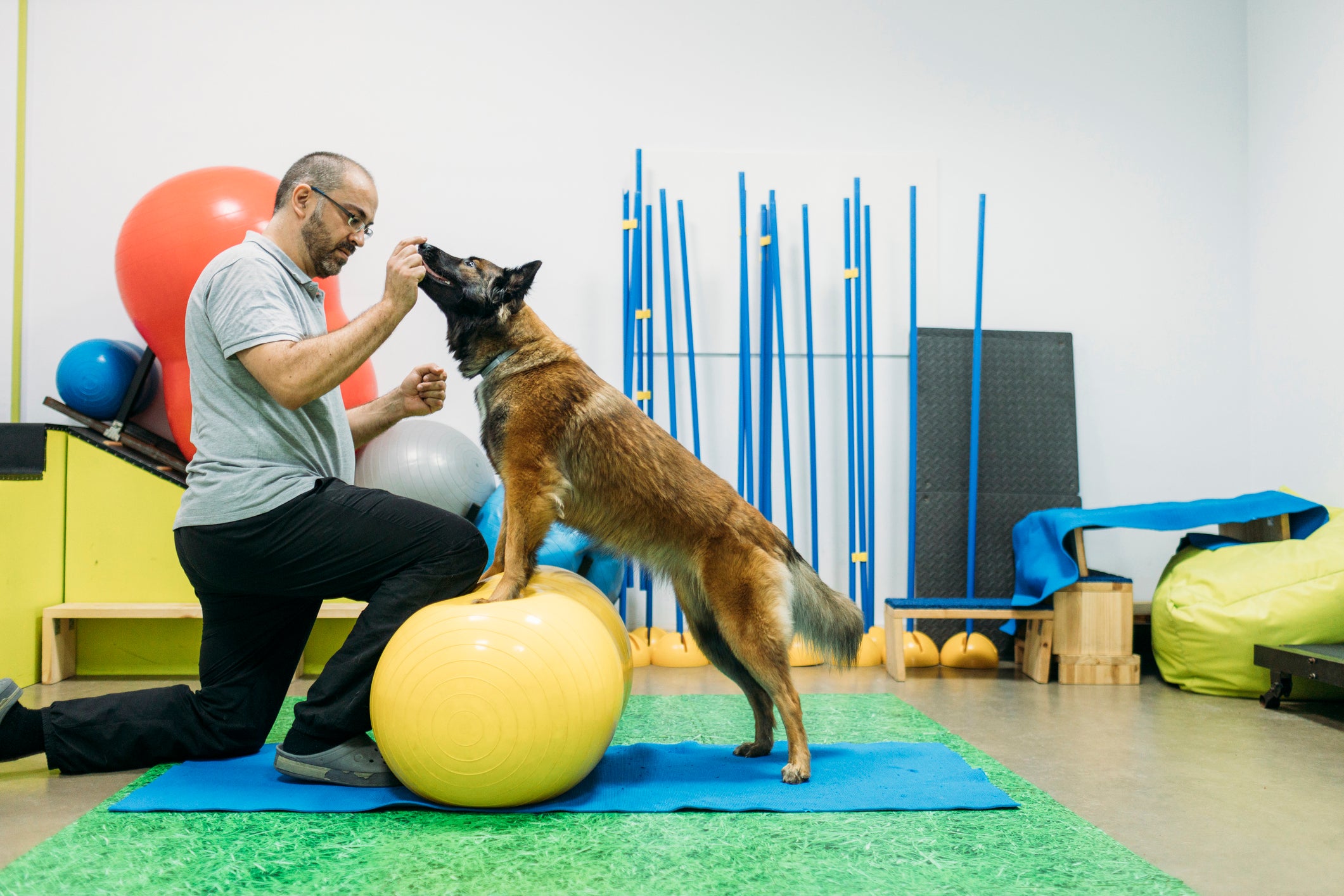 Cachorro fazendo sessão de fisioterapia com humano