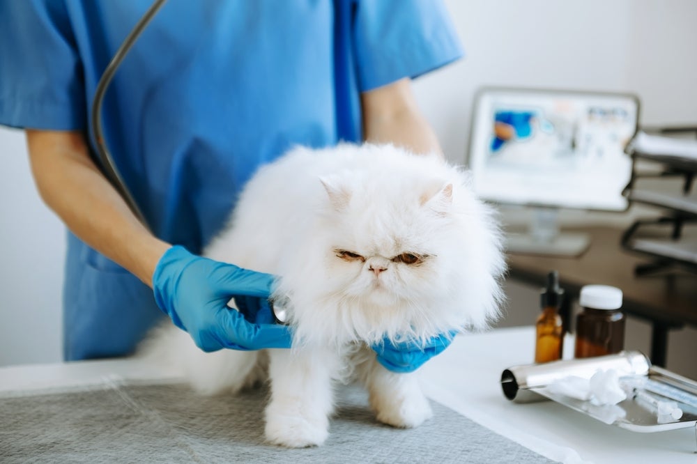 Doenças de gato: Persa branco sendo examinado por veterinário