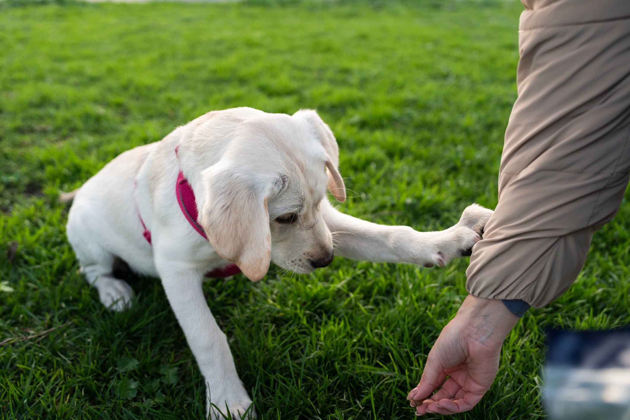 Cão Labrador sentado em gramado com a pata no braço de tutora