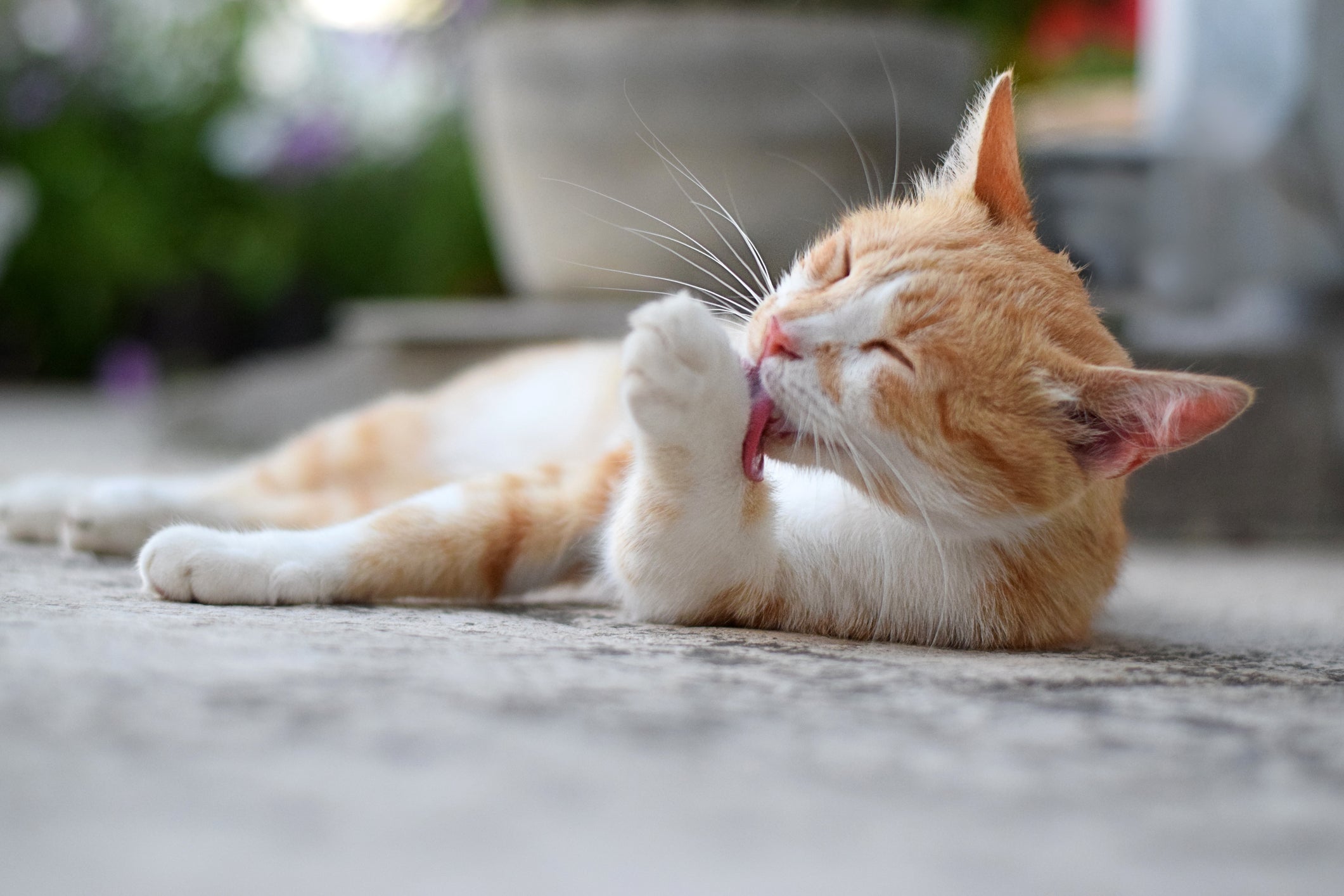 Gato laranja e branco deitado em tapete se lambendo