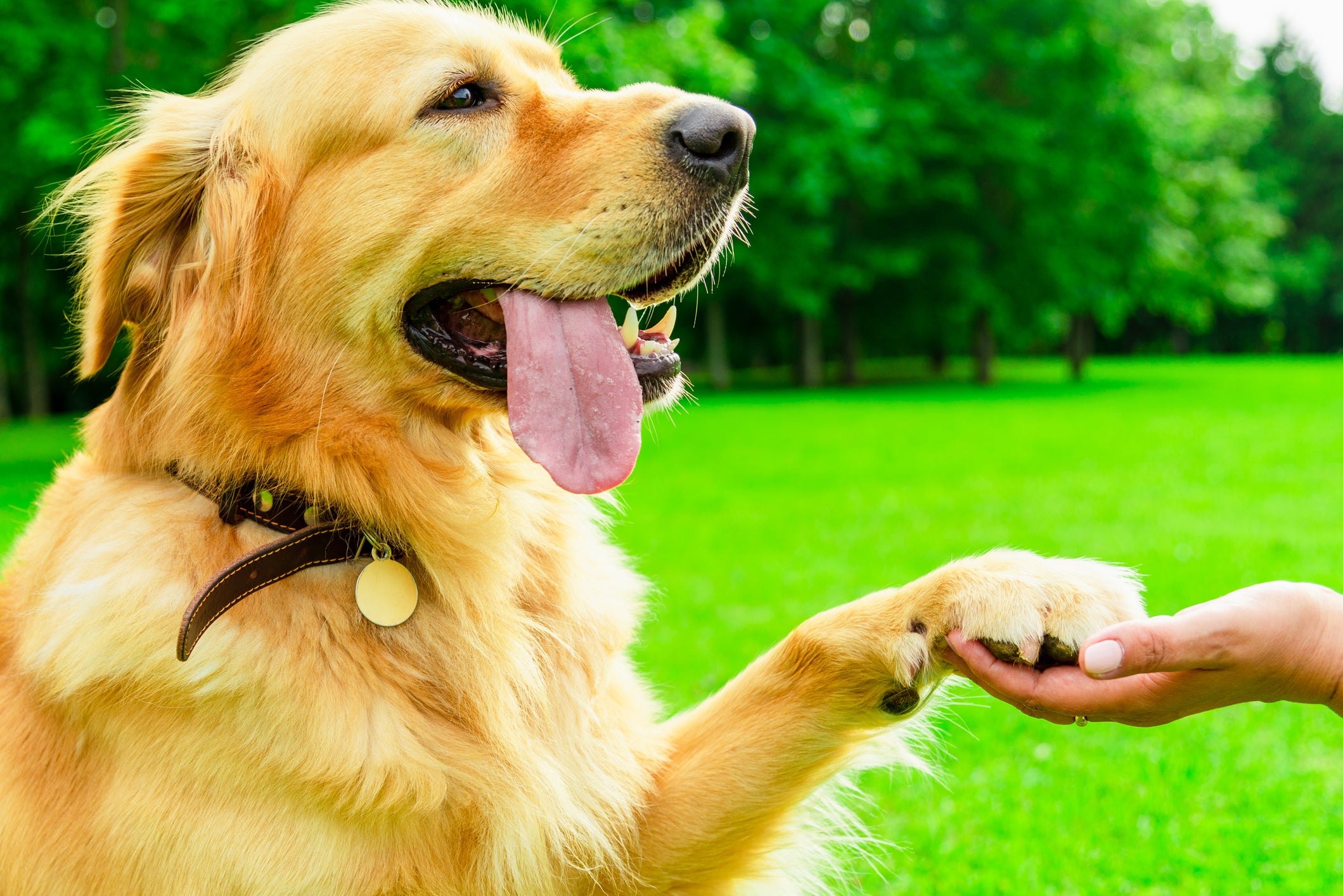 Cão Golden Retriever dando a pata para tutora