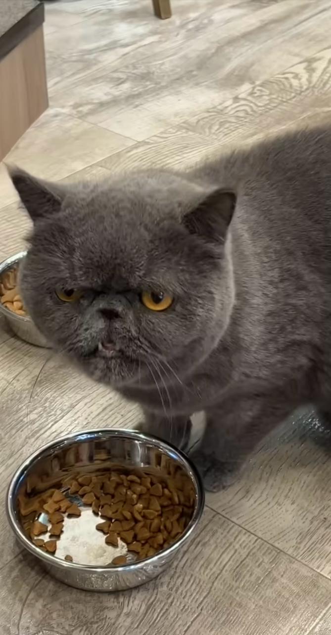 gato cinza comendo