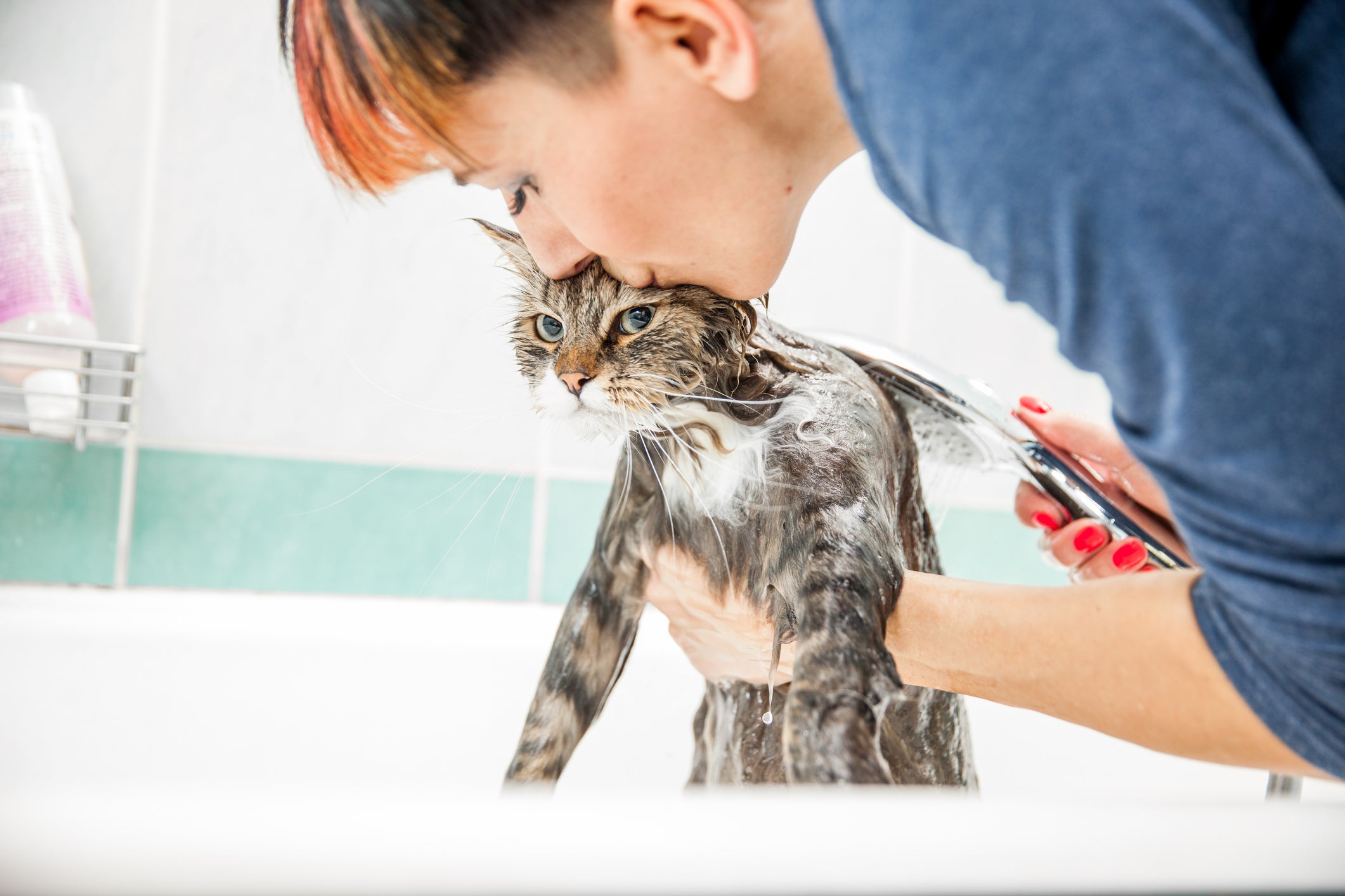 Tutora dando banho em gato na banheira