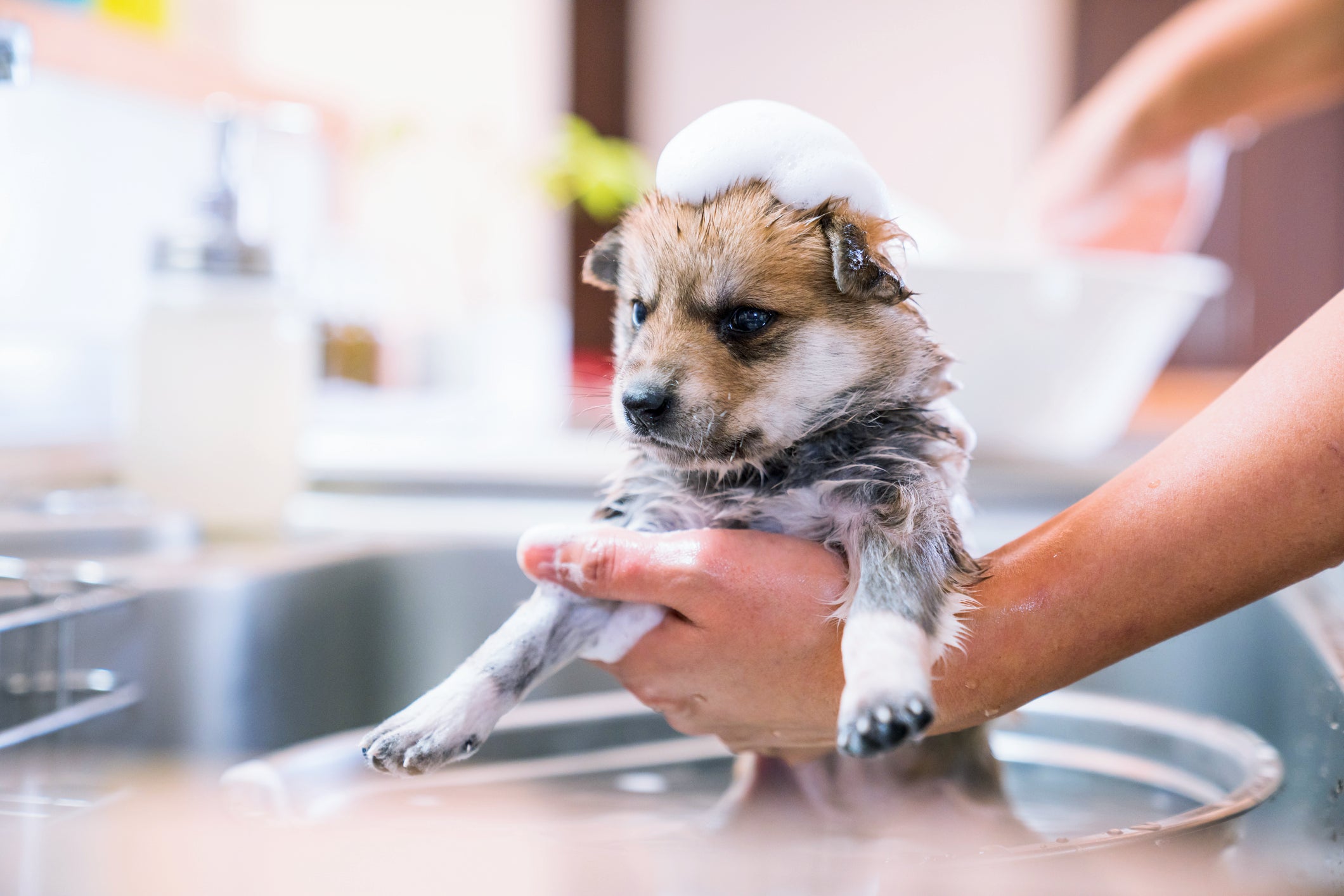 Tutora dando banho em cachorro filhote em pia