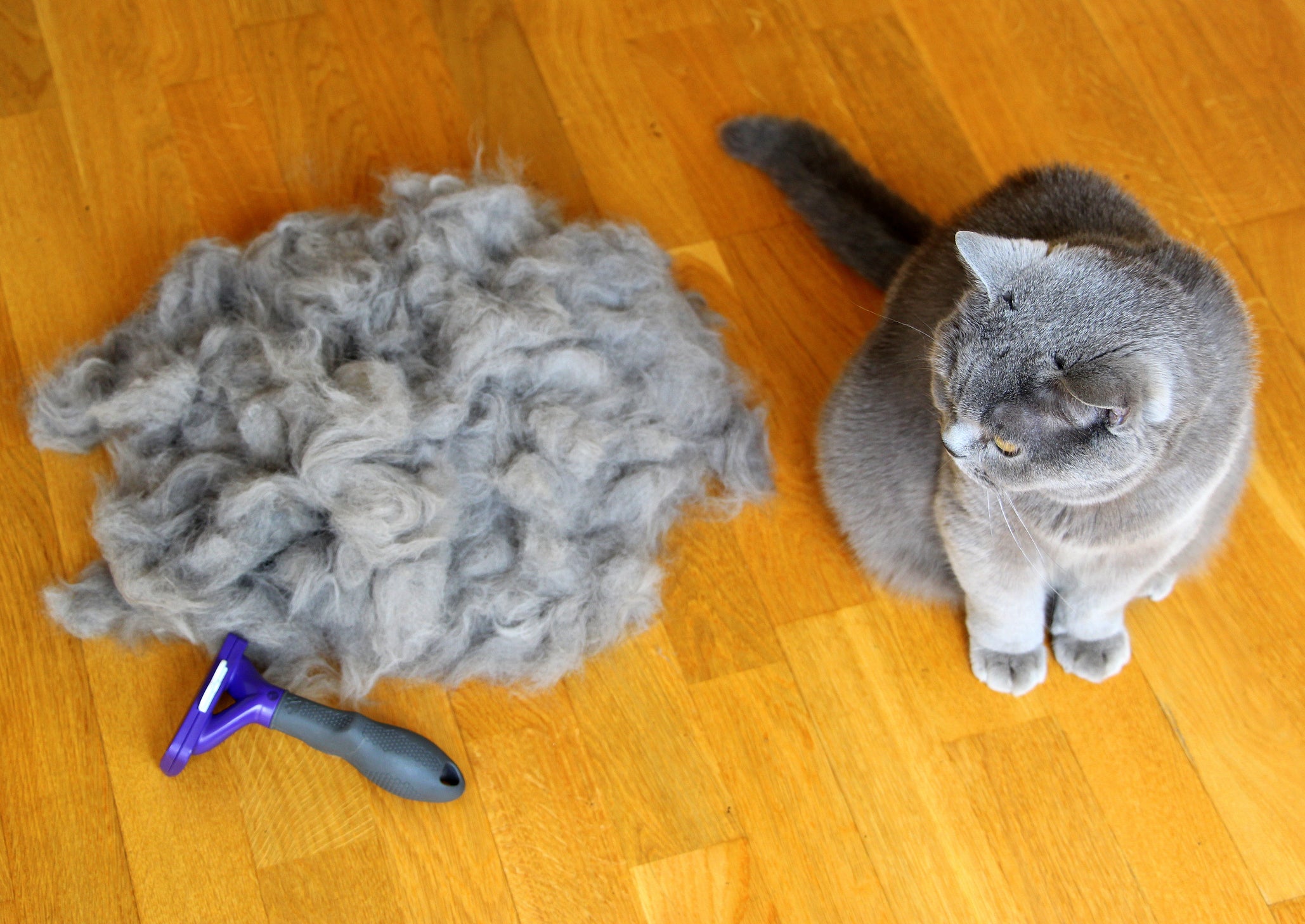 Gato cinza sentado no chão ao lado de montanha de pelo perto de escova especial de tosa