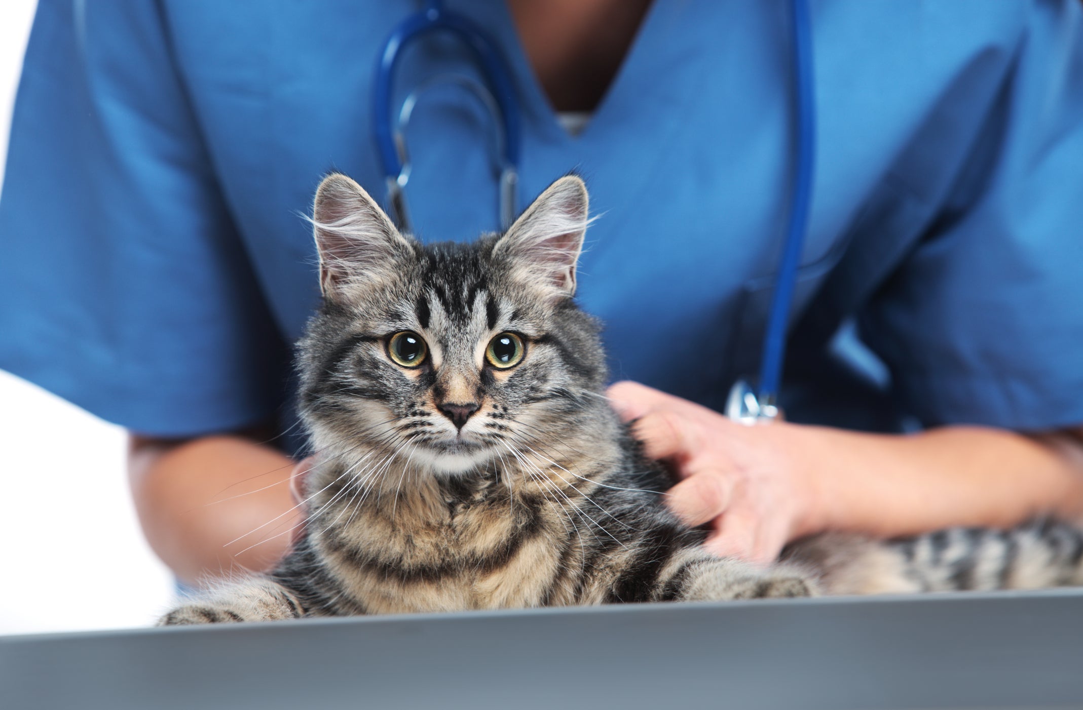 Gato sendo acariciado por veterinário ao fundo