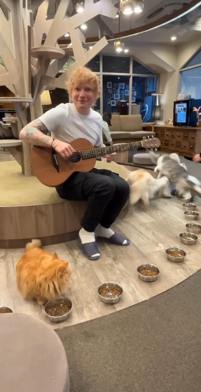 ed sheeran toca música para gato laranja