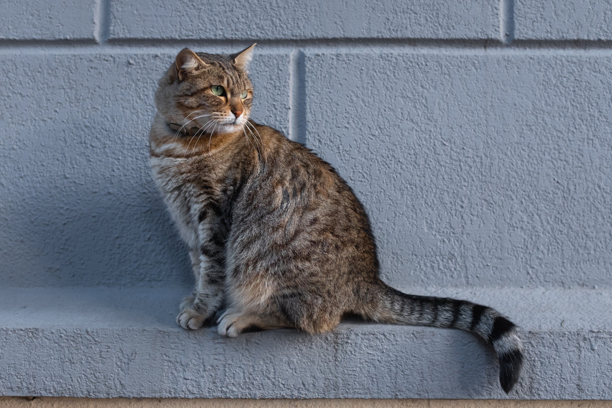 gato rajado sentado em muro