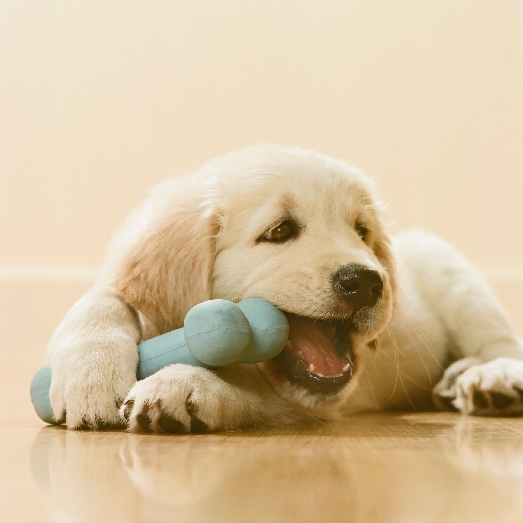 Filhote de cachorro mordendo osso de brinquedo azul