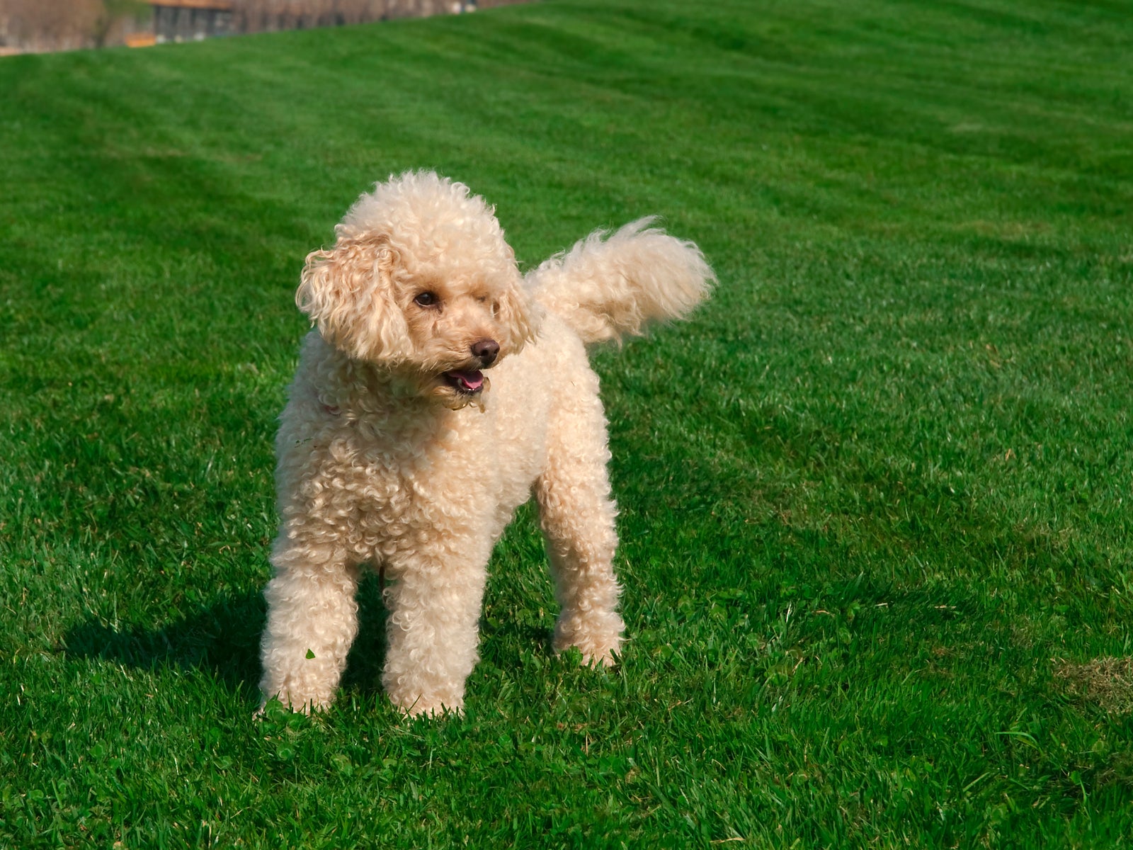 Cãozinho Poodle em pé em gramado ensolarado