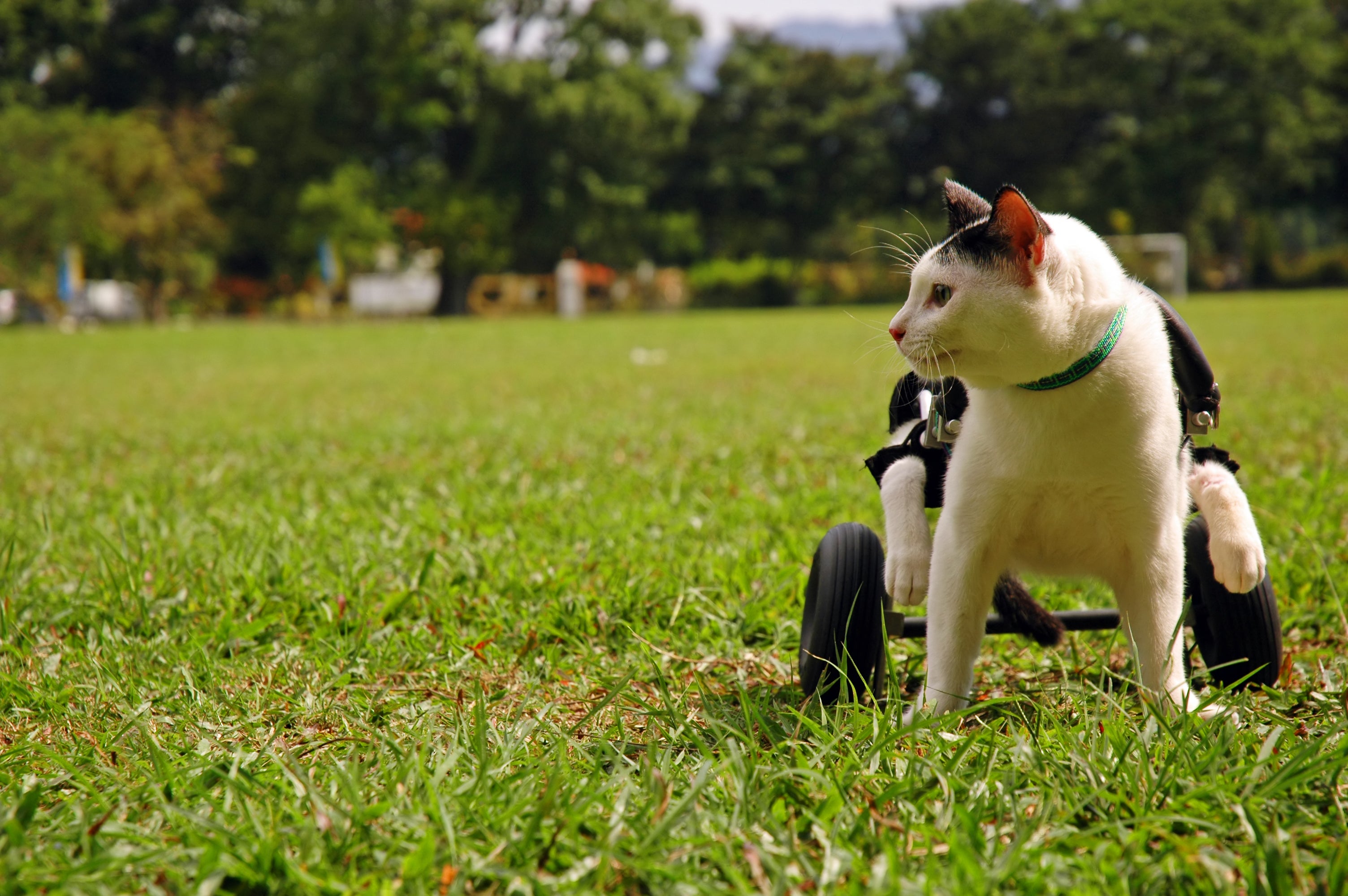 Gato branco usando suporte de rodas em campo aberto