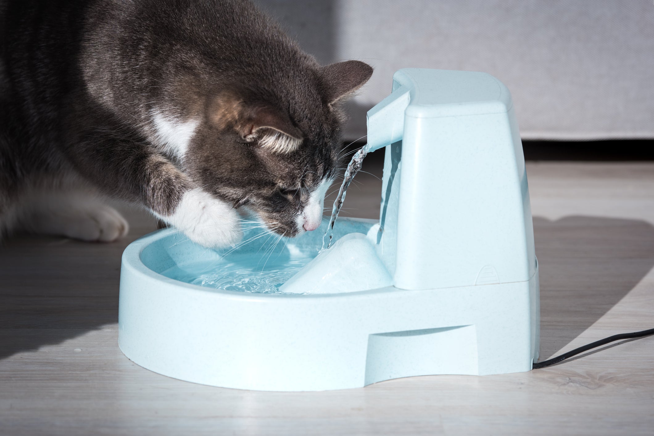 Gato bebendo água em fonte automática azul claro