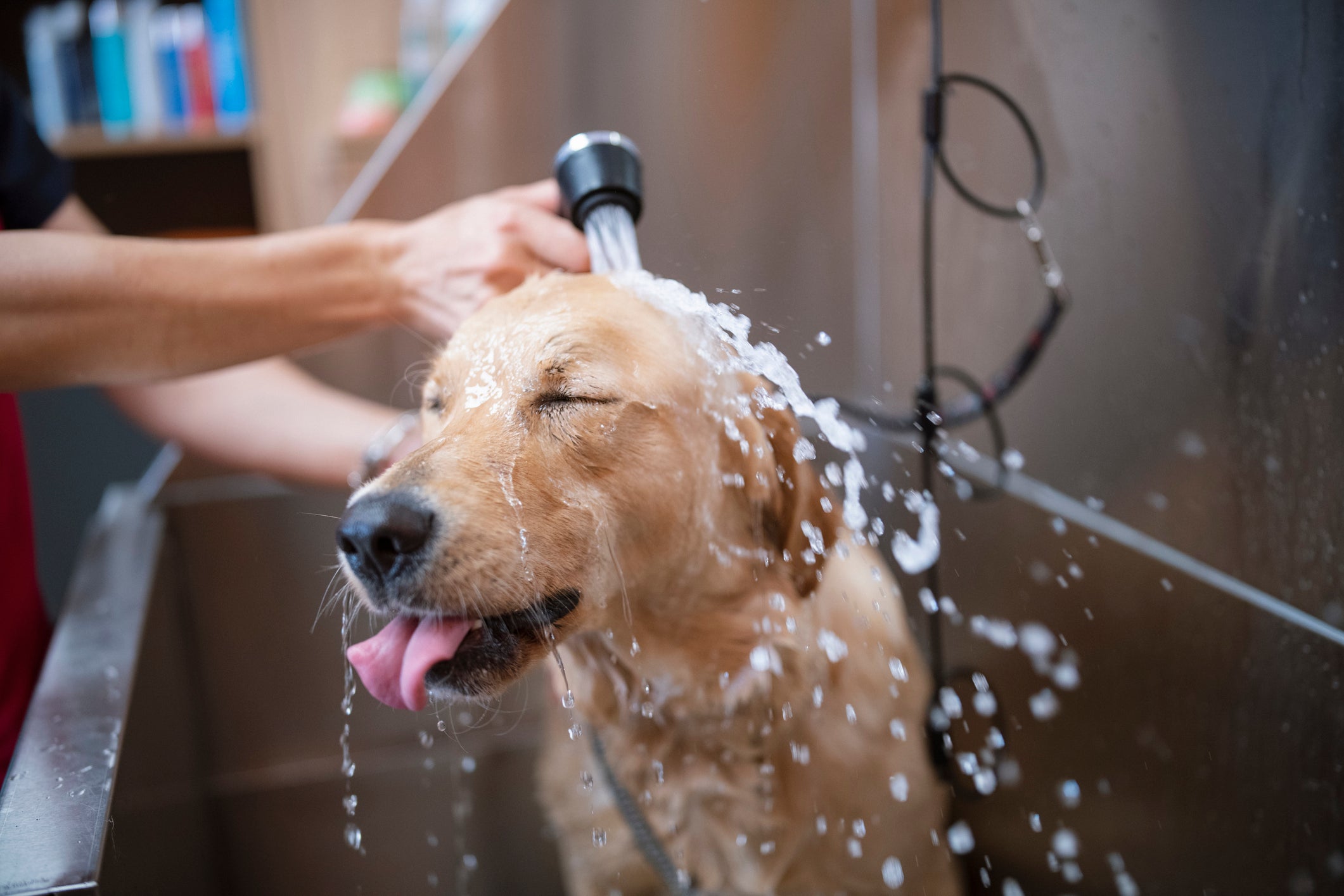 Pessoa dando banho em cachorro amarelo que está de olhos fechados e língua para fora