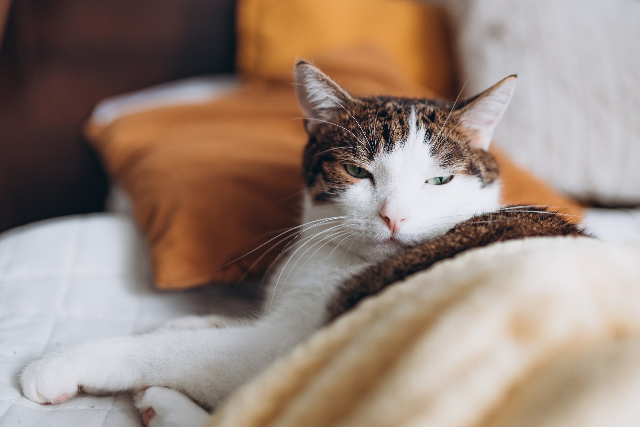 Gato marrom e branco deitado em sofá aquecido com um cobertor