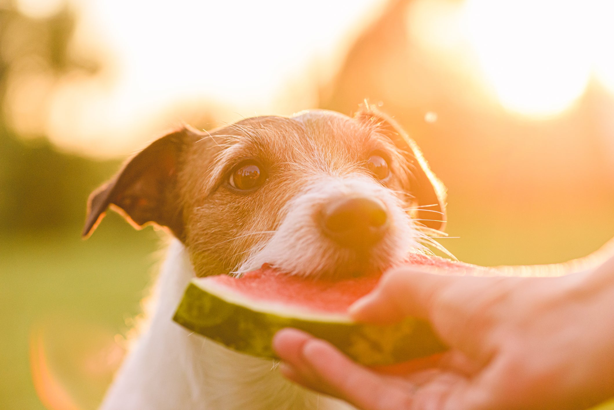 Cachorro comendo melancia da mão de tutor