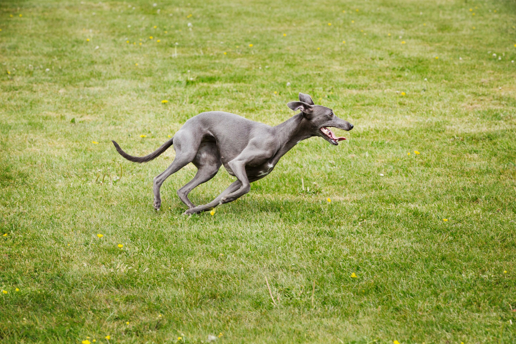 Cão Galgo Inglês correndo em gramado ensolarado