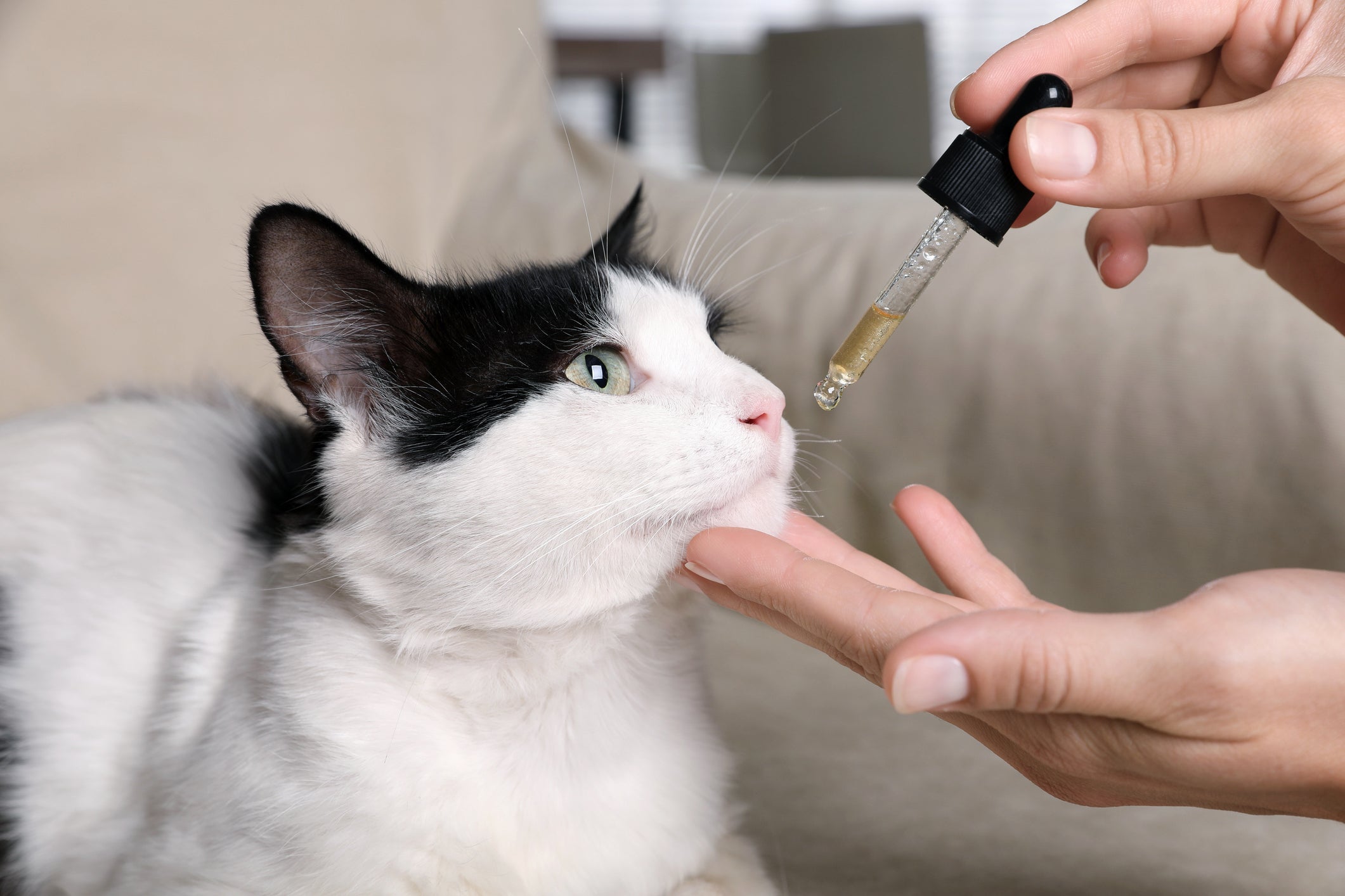 Mão humana dando remédio em conta-gotas para gato branco e preto na boca
