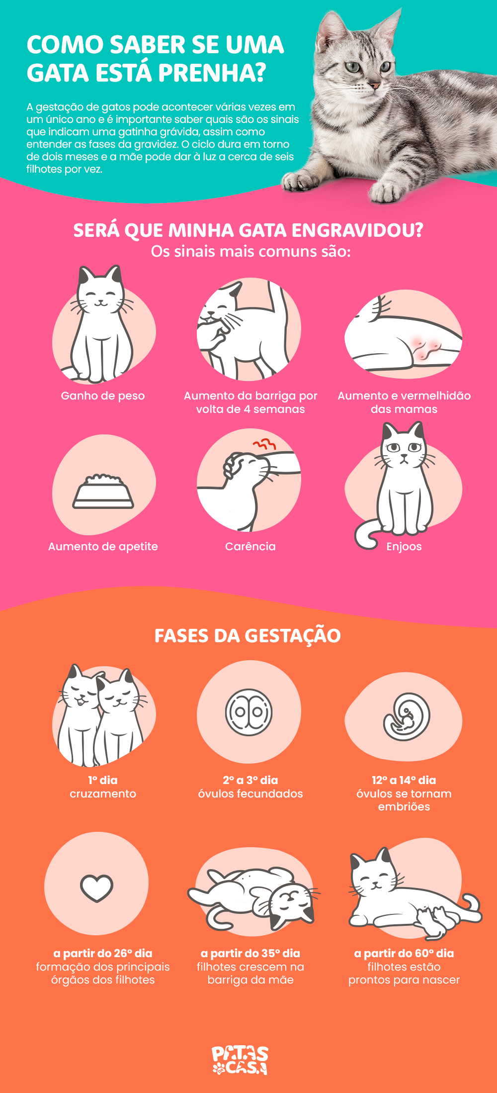 Infográfico mostrando como saber se uma gata está prenha