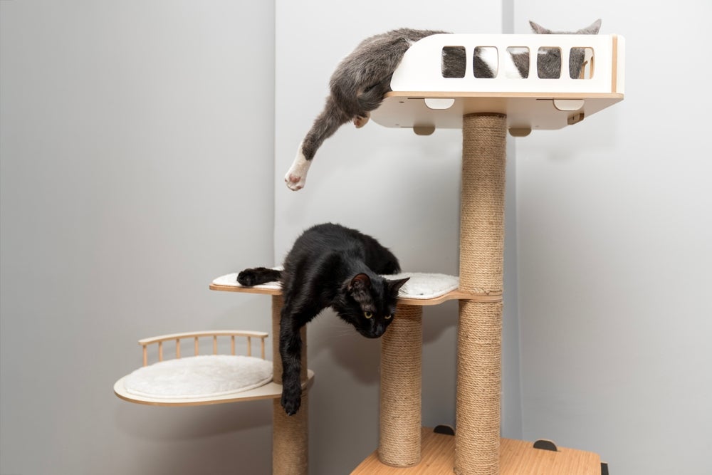 gatificação: dois gatos brincando em arranhador de casa gatificada
